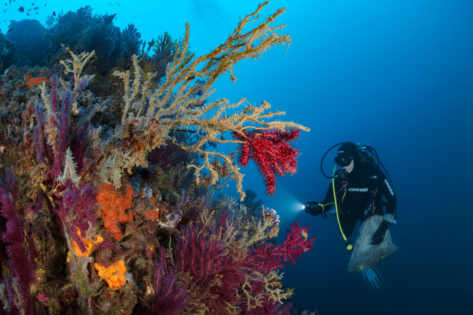 MMEs on red gorgonian (Paramuricea clavate) colonies exhibiting partial mortality (brown areas overgrown by epibionts) contrasting with live tissue (red areas; Cap de Creus, Spain; photo by J. Chias). 