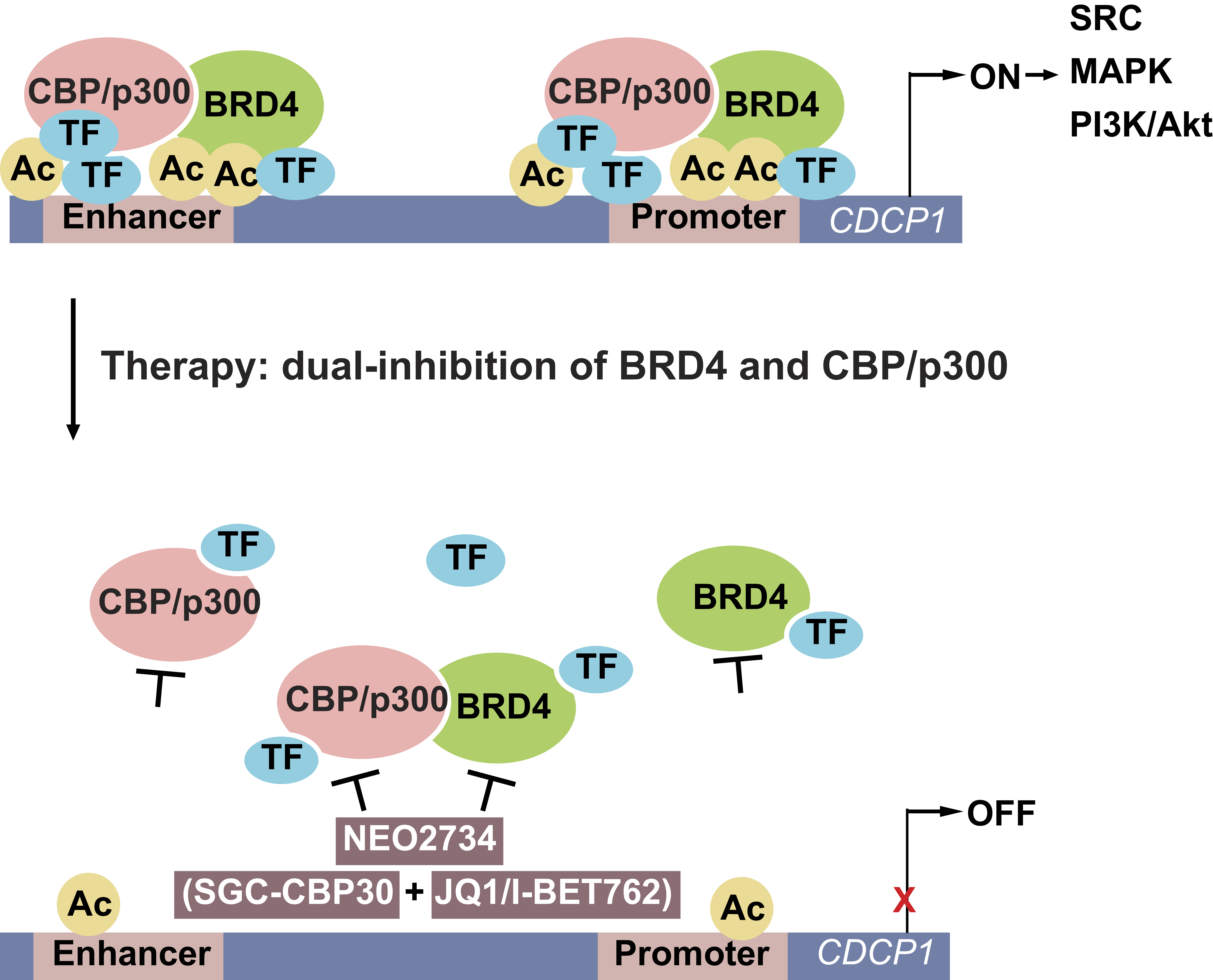 The role of BRD4 and CBP/p300 in CDCP1 transcription.
