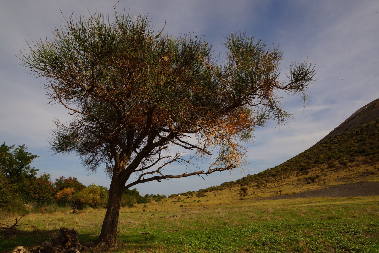 Spartium junceum cryptic tree