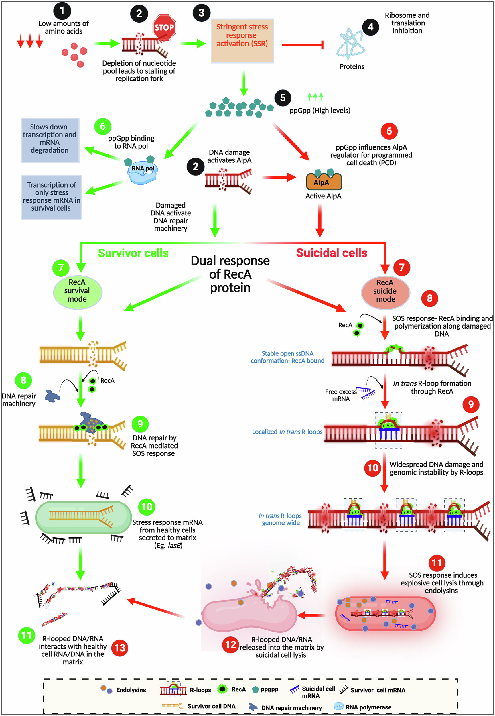 Mechanistic overview of in trans R-loop formation and genomic stability in P. aeruginosa biofilms