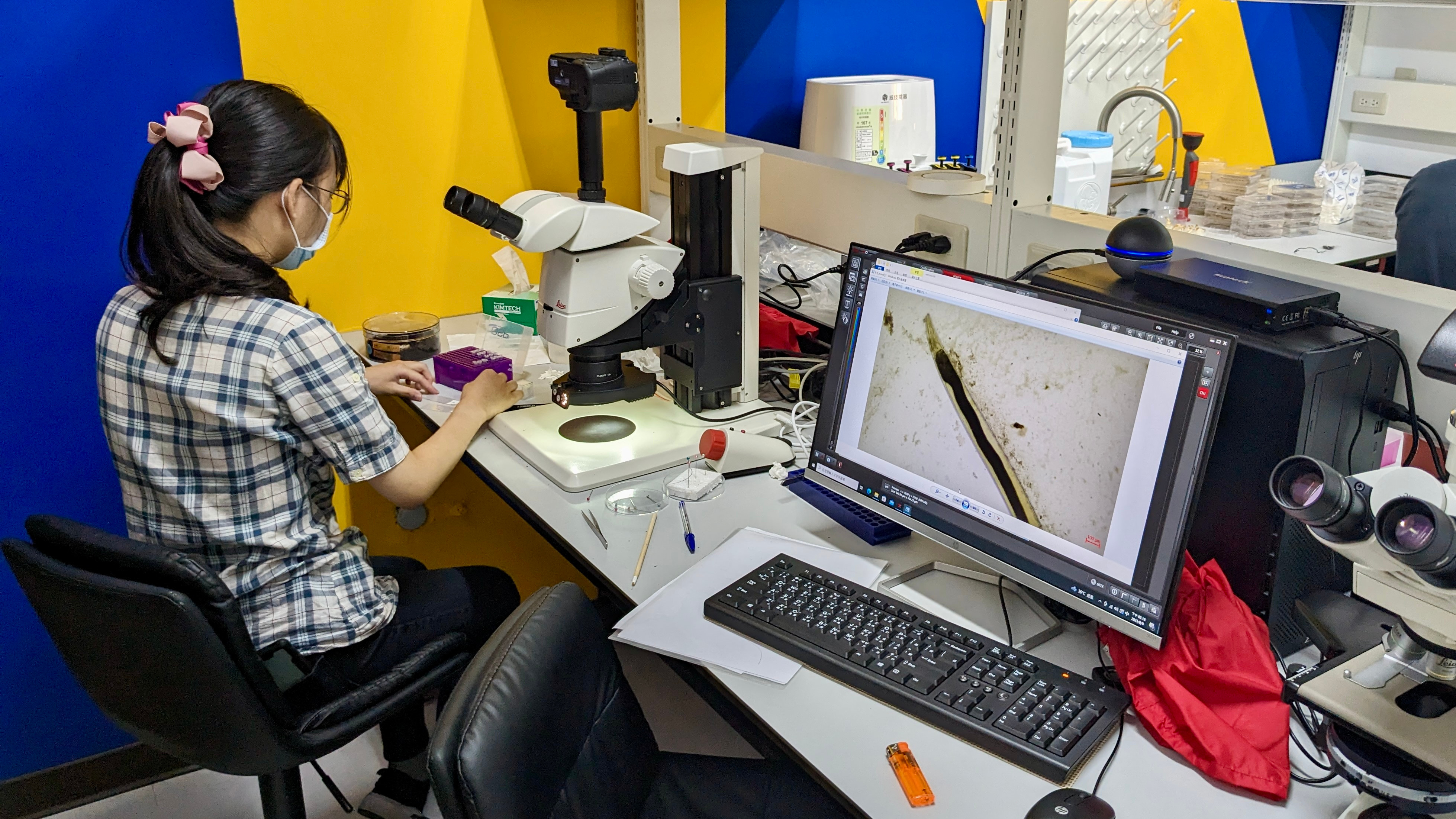 Lead author Yu-Hsuan Lee examining nematodes dissected from burying beetle genitalia.