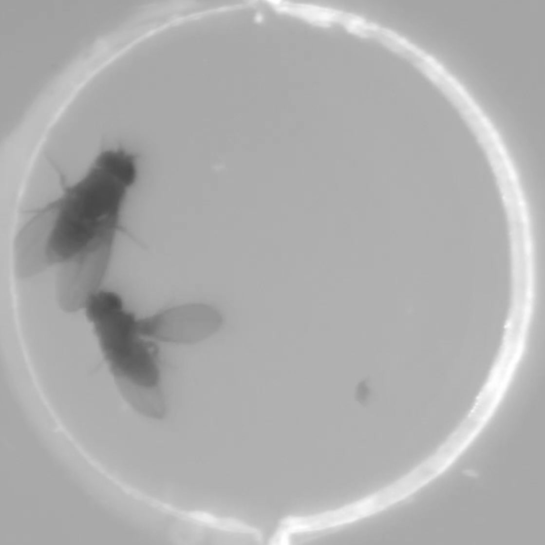Still image of courtship in Drosophila santomea, showing a male fly behind a female fly in a recording chamber. The male fly extends one wing to sing a species-specific courtship song. The female fly spreads both wings and extends her abdomen.