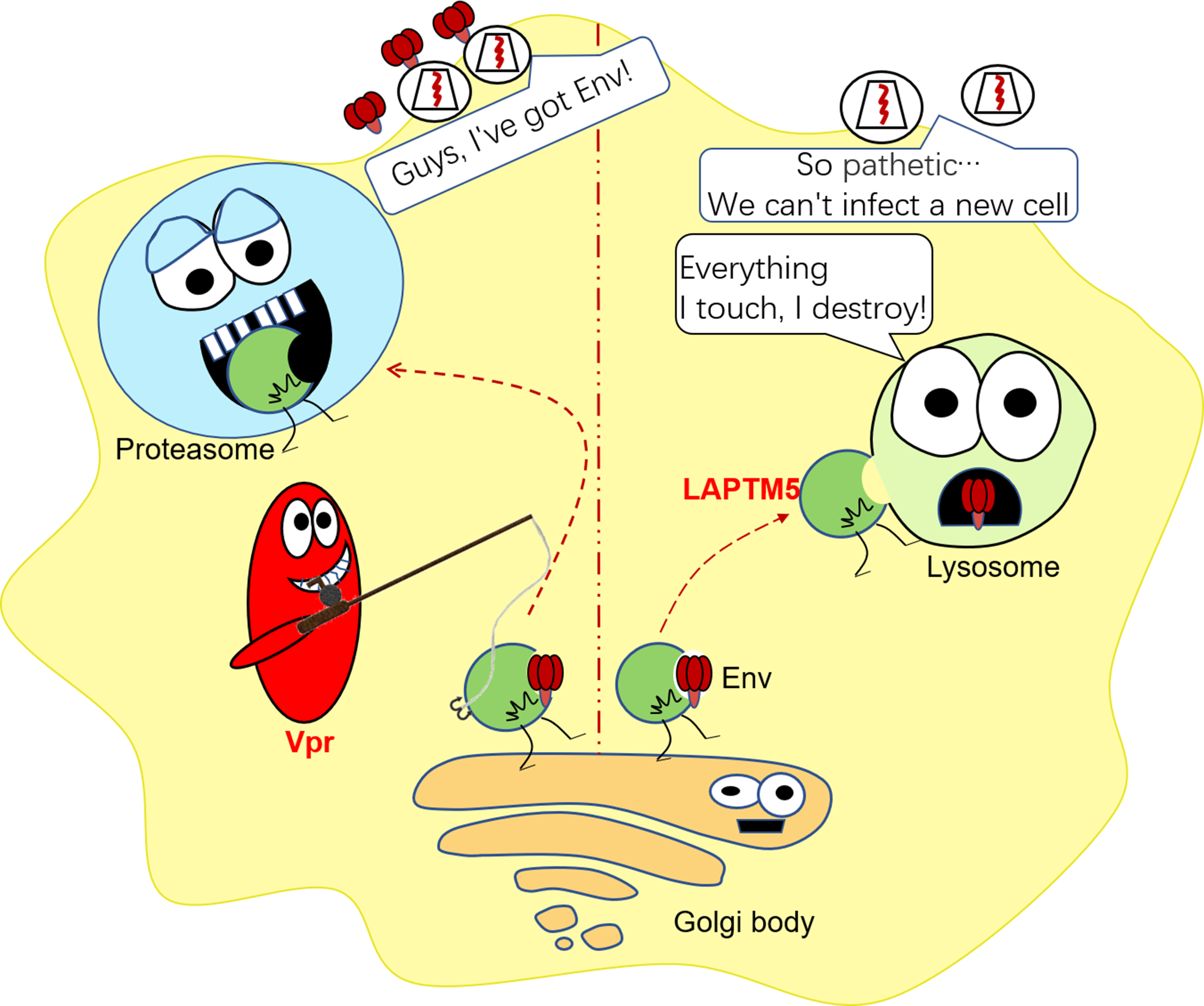 Fig. 1: Hypothetic model of Vpr against LAPTM5 promoting HIV-1 infection. In the absence of Vpr, HIV-1 Env is synthesized in the rough endoplasmic reticulum and transported to the Golgi complex for glycosylation, and LAPTM5 recruits Env in the Golgi body to the lysosome for degradation. In the presence of Vpr, Vpr transports LAPTM5 to the proteasome for degradation through the DCAF1 ubiquitin ligase pathway, and Env can be secreted and released from the Golgi complex to cell membrane for the assembly of HIV-1 progeny viruses, thus enhancing the ability of infection and transmission of HIV-1 virus particles.