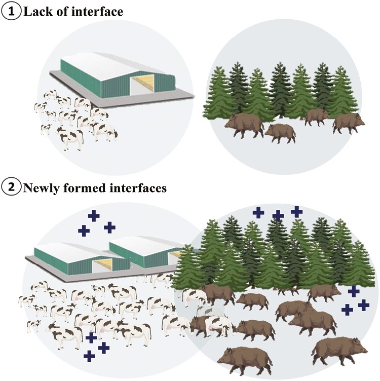 Newly formed interfaces (wildlife–livestock) resulting from the expansion of populations in livestock and wildlife species. Closer and open interfaces between animal production site and wildlife habitat mean higher likelihood of pathogen spillover and transmission. Transmission of African Swine Fever (ASF), caused by a DNA virus, between wild boar and domesticated (or farmed) pigs at a close livestock-wildlife interface is a good example of such scenario. A proper biosecurity measure in the animal production sites and creation of buffer zones between wildlife habitat and livestock sites can mitigate such pathogen (disease) spillover and transmission possibilities.