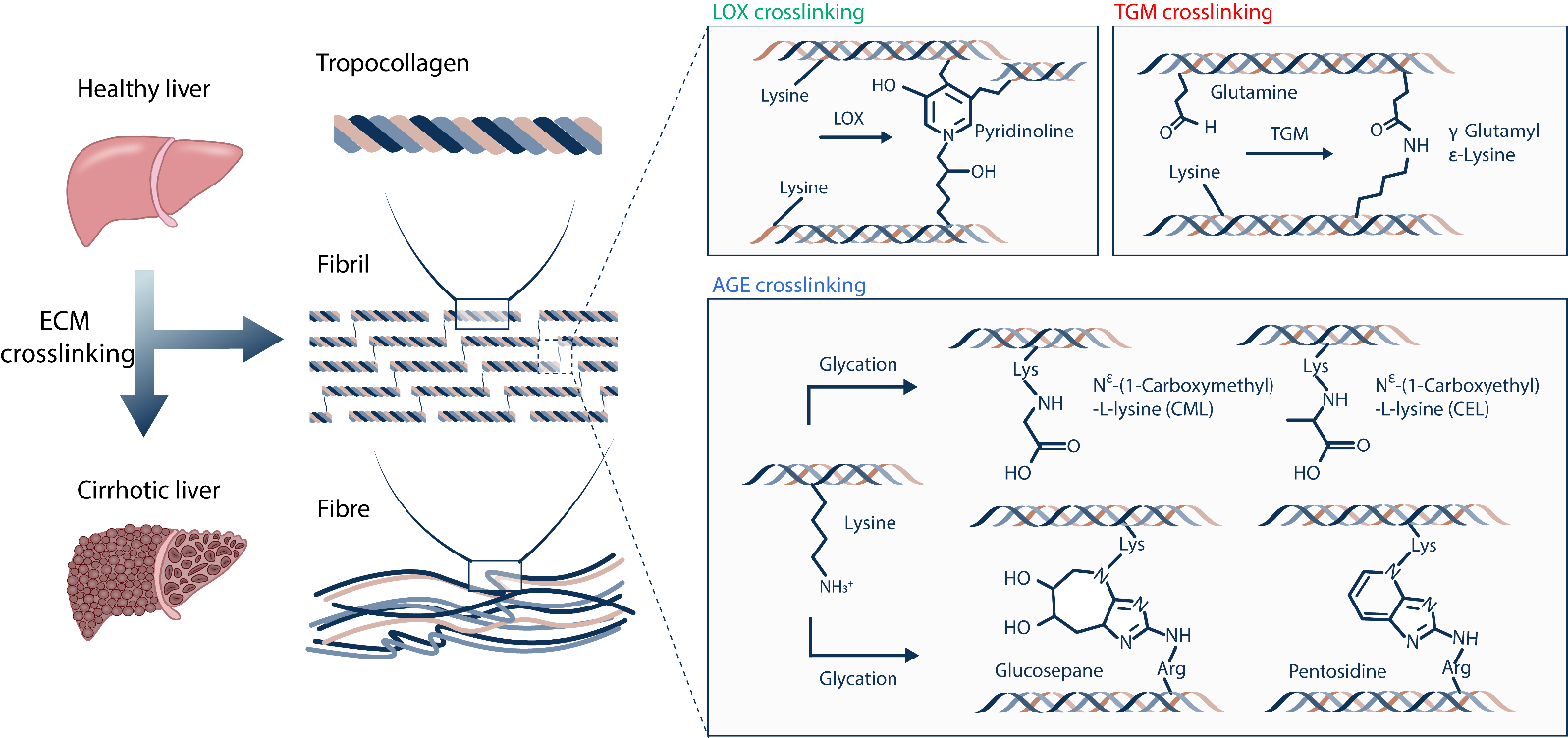 Figure 1. Numerous crosslinking reactions are involved in the formation of highly crosslinked collagen scar in cirrhotic liver tissue during fibrosis progression. The crosslinking reactions mediate the formation of crosslinks linking collagen fibrils. The crosslinked collagen matrix usually shows increased mechanical strength and resistance to proteinase-mediated degradation. Green color, Pyridinoline crosslinks generated by LOX crosslinking. Red color, γ-Glutamyl-ε-Lysine crosslinks generated by TGM crosslinking. Blue color, CML，CEL，GLucosepane，Pentosidine crosslinks generated by AGE crosslinking.