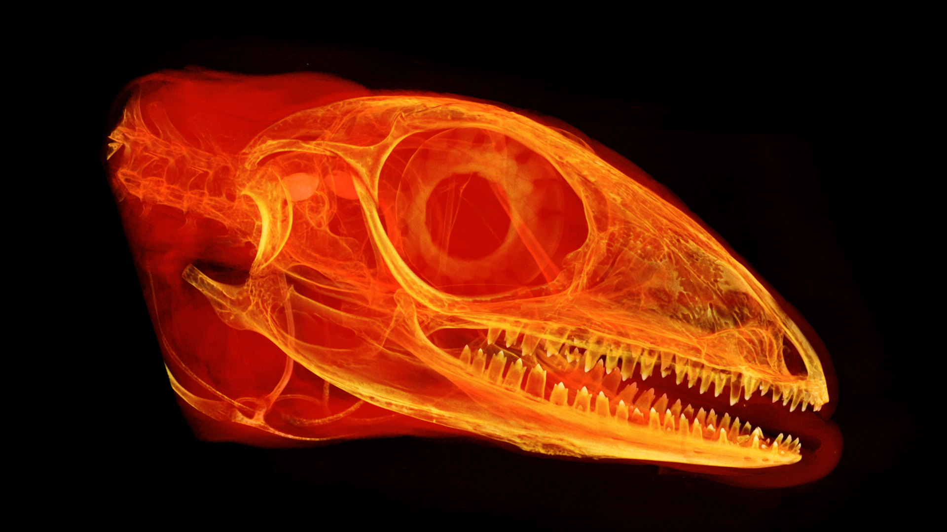 3D reconstruction of the skull of an Amazon racerunner (Ameiva ameiva), a type of lizard. The bones appear in translucid orange light on a black background, with denser areas appearing brighter. Teeth bearing two or three tips called "cusps" are visible on the jaws.