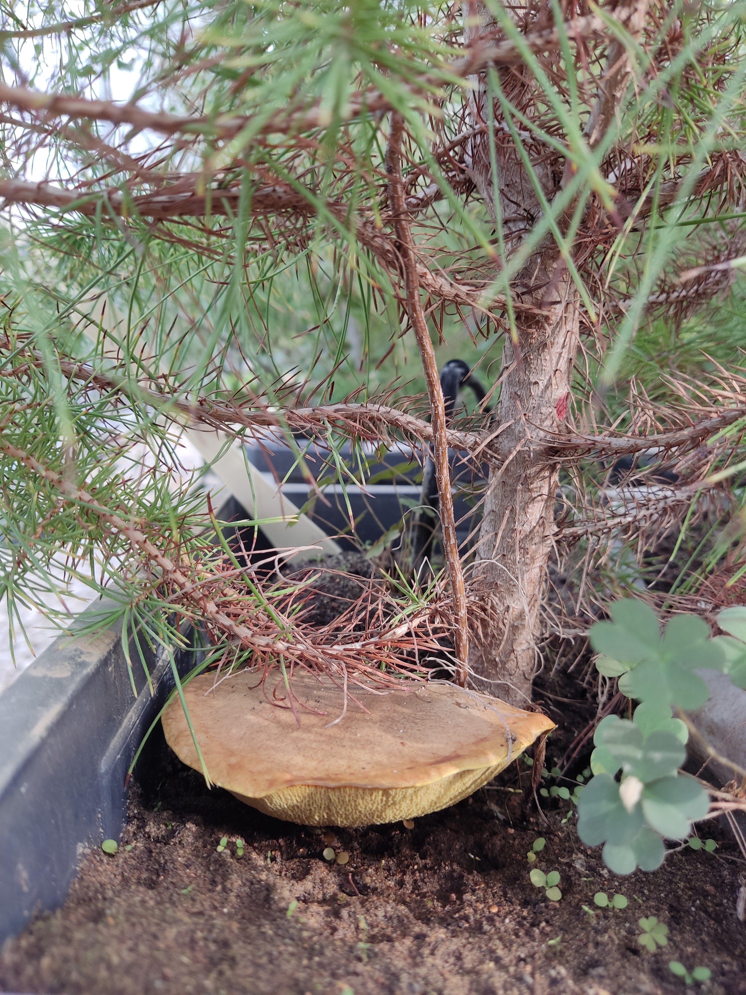 The presence of fungi in our experimental mesocosms