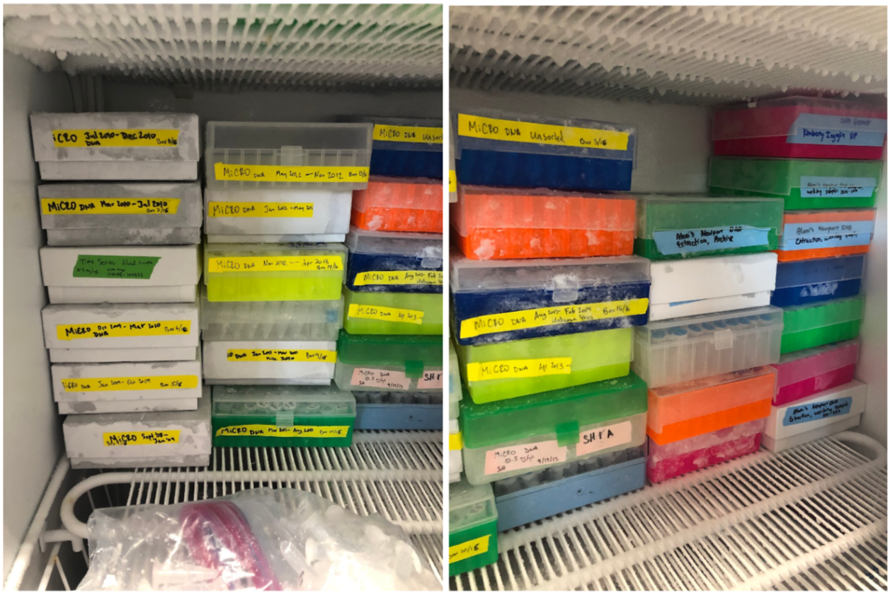 Ten years of MiCRO time series DNA samples fill a -80C freezer shelf in the Martiny lab at UCI. Photo credit: Alyse Larkin, UCAR. 