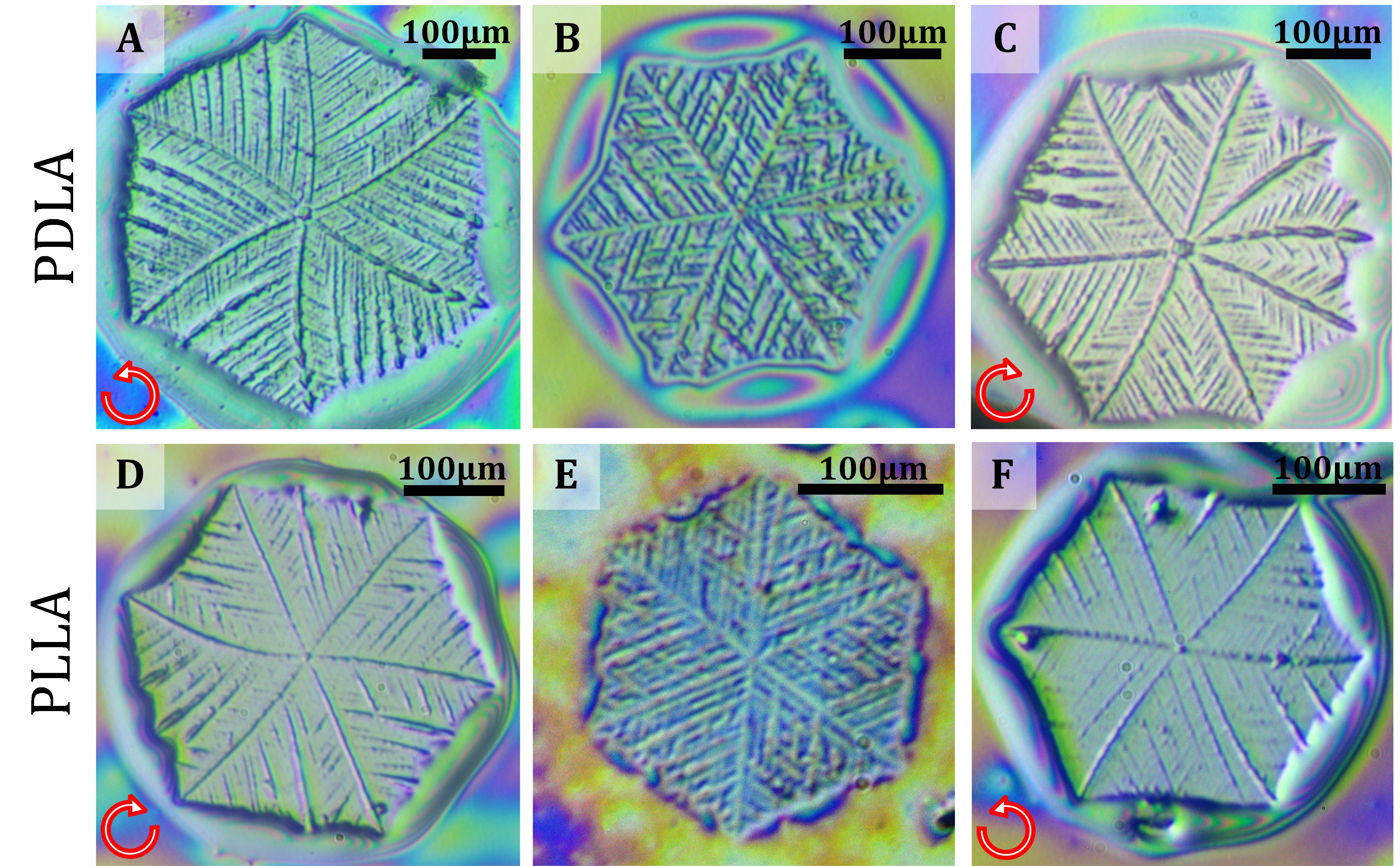 A PDLA dendrites with right-hand spiral (Crystallization temperature Tc = 80℃, crystallization pressure, i.e., CO2 pressure Pc = 500 Psi). B PDLA snowflake crystals without spiral (Tc = 60℃, Pc = 1400 Psi). C PDLA dendrites with left-hand spiral (Tc = 60℃, Pc = 1250 Psi). D PLLA dendrites with left-hand spiral (Tc = 80℃, Pc = 500 Psi). E PLLA snowflake crystals without spiral (Tc = 60℃, Pc = 1400 Psi). F PLLA dendrites with right-hand spiral (Tc = 60℃, Pc = 1250 Psi). 