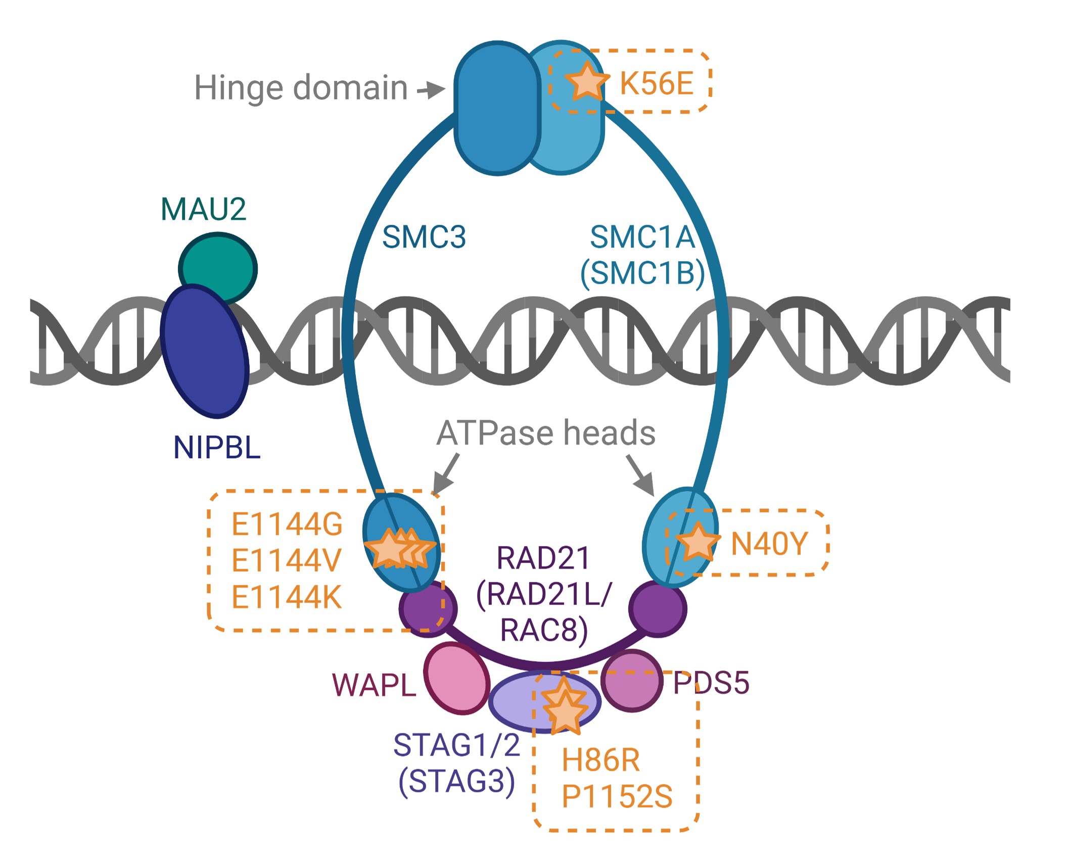 The cohesin complex with the locations of variants identified highlighted A diagram of the cohesin complex with the locations of variants identified highlighted