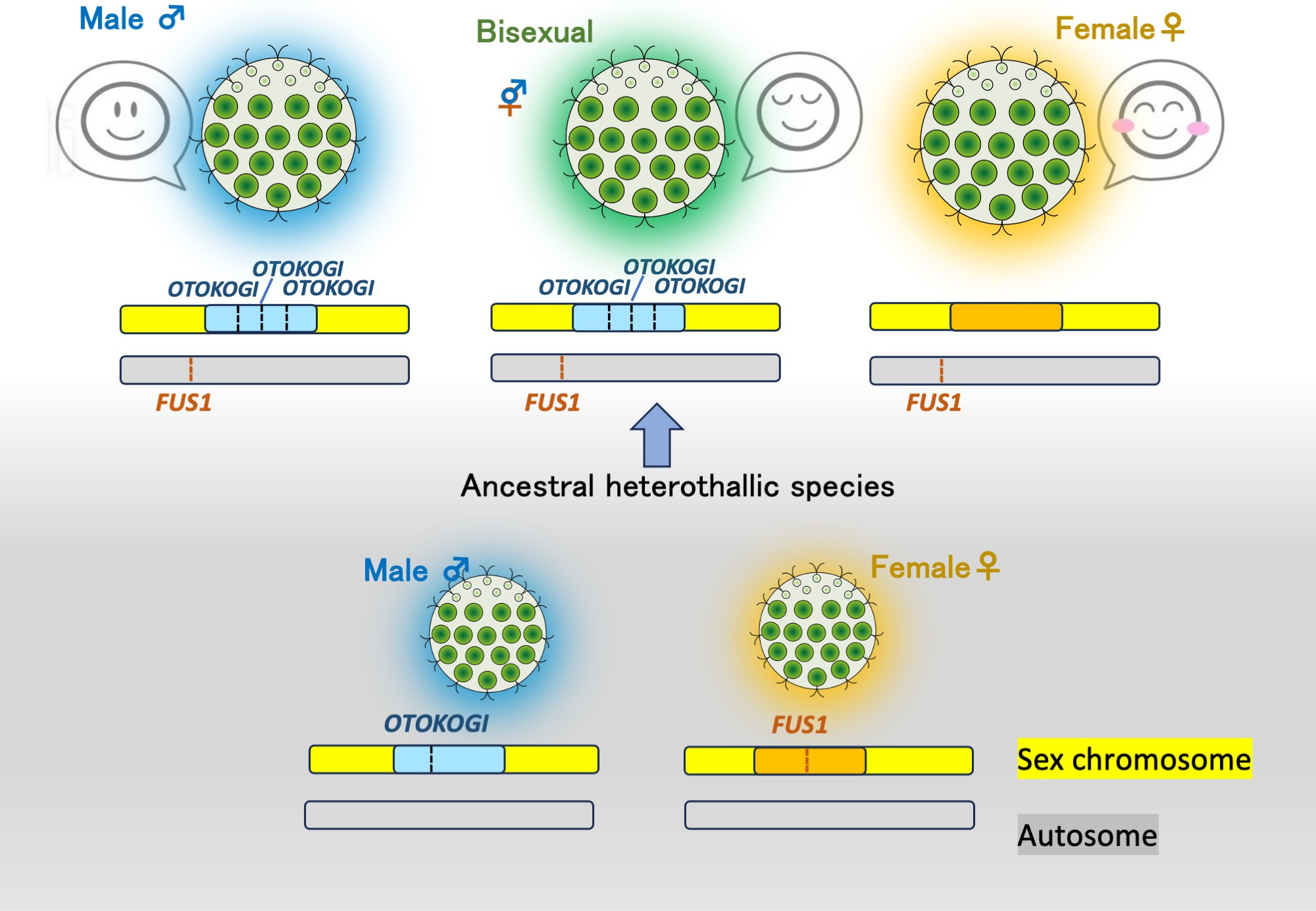 Fig. 4. Diagram of evolution of the trioecious species Pleodorina starrii. Based on Takahashi et al. (2023).