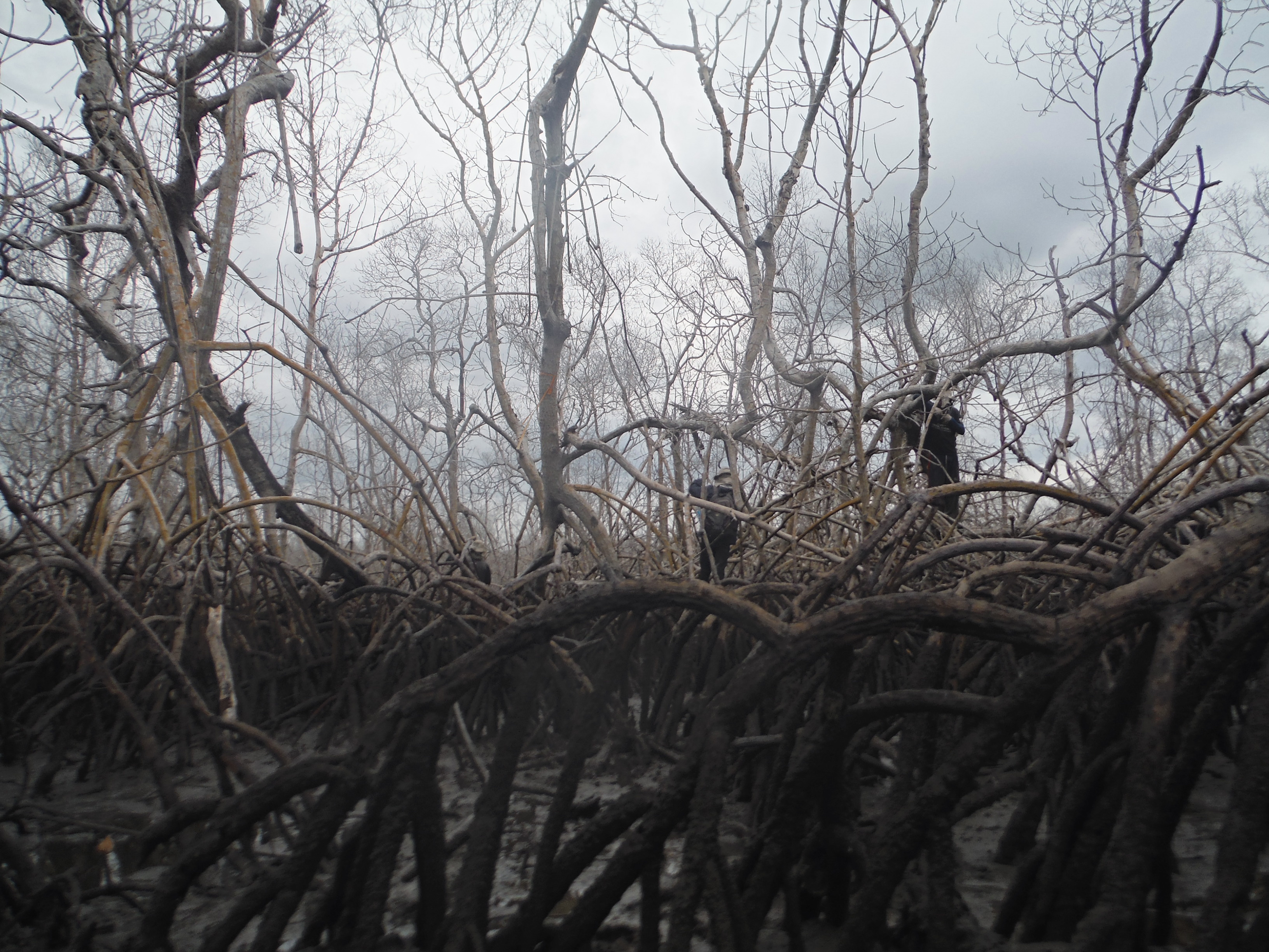 Overview of the dead mangrove forest during the sampling
