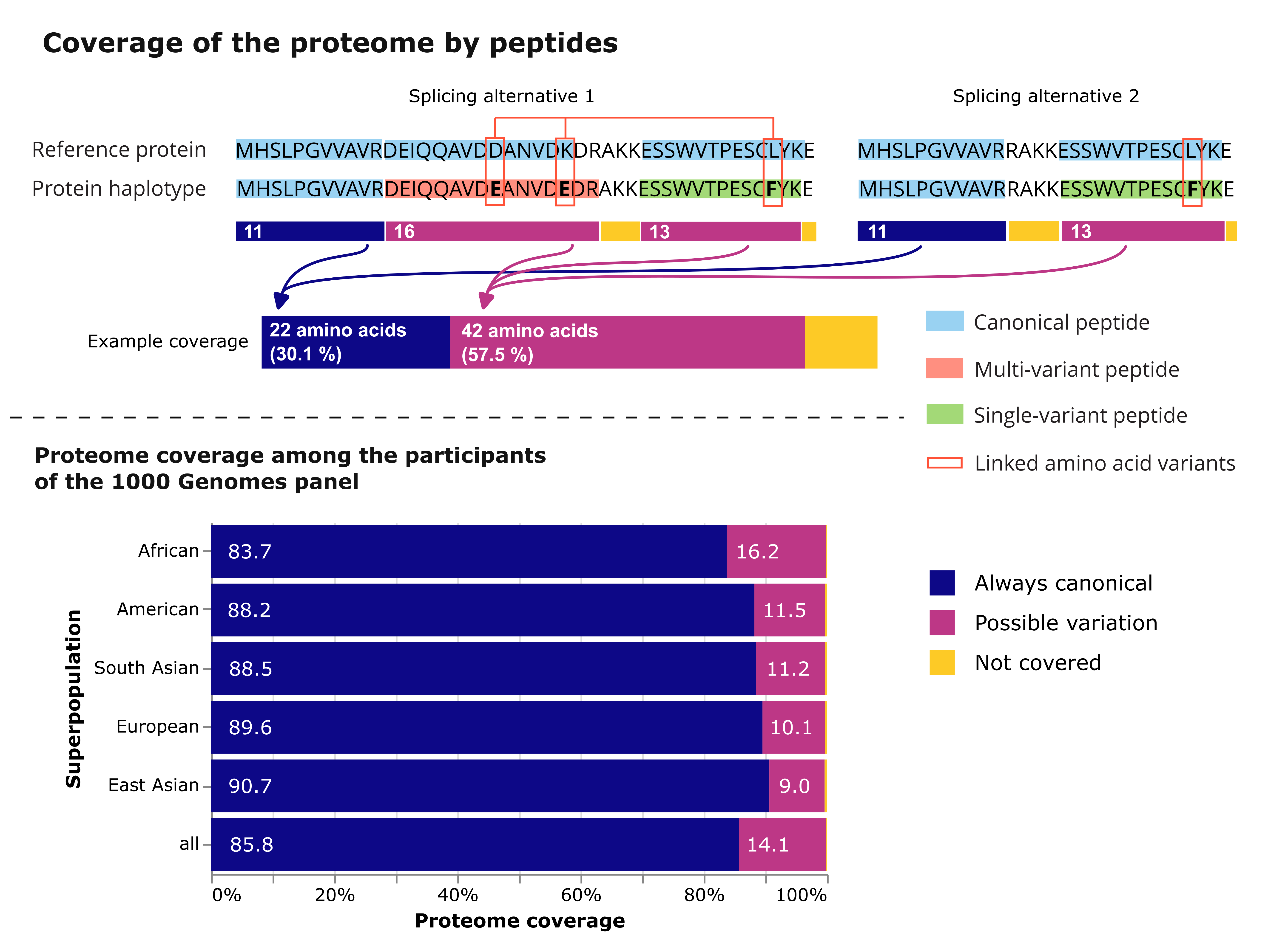 Aligning the canonical and variant peptide sequences with the reference proteins as per Ensembl reveals that for each of the five superpopulation included in the 1000 Genomes, over 9% of amino acids in the proteome can be mapped to a variant peptide. For the African superpopulation, this is as high as 16% of all amino acids mapping to variant peptides.