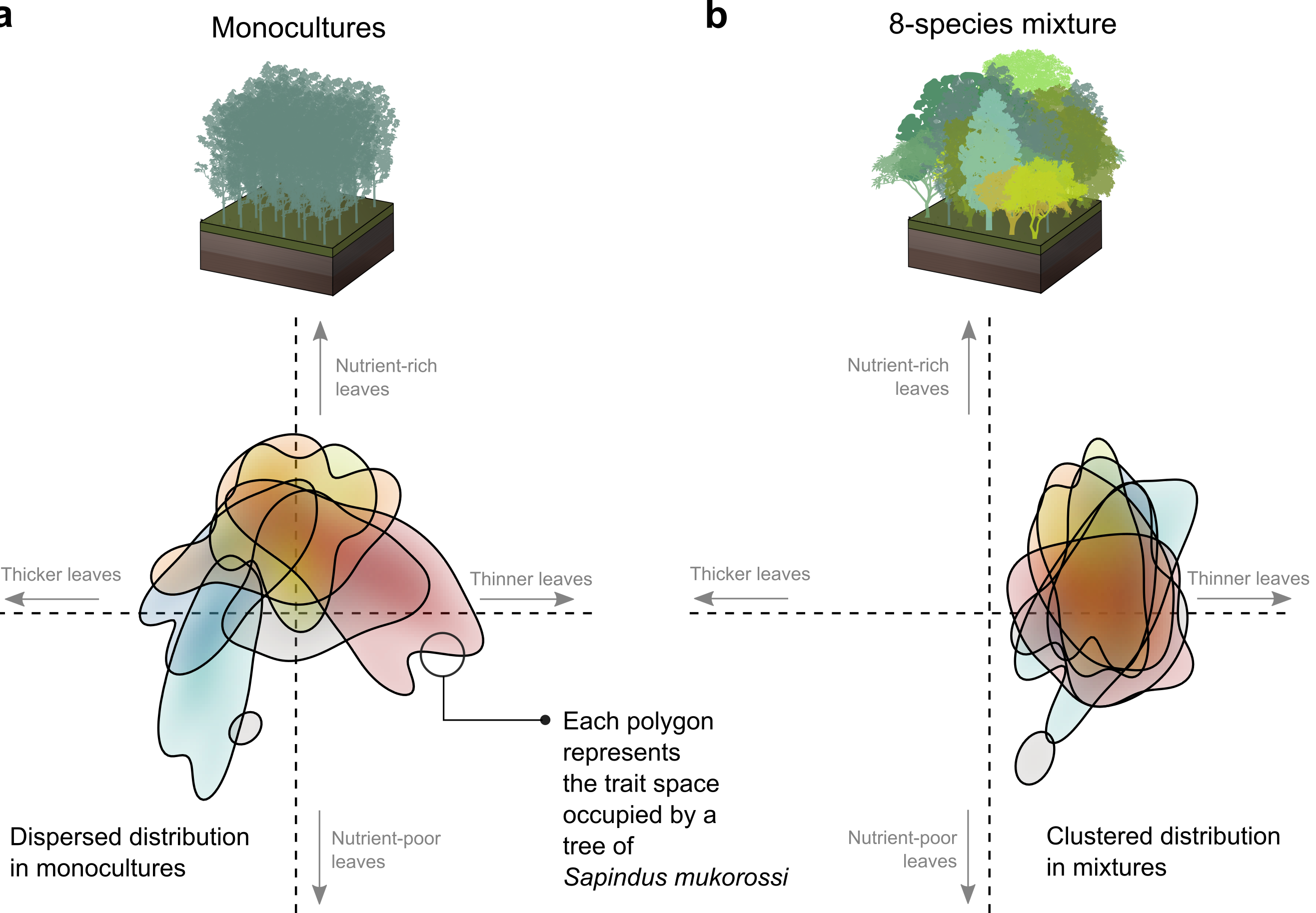 Example of changes in the organization of the trait space between monocultures and mixtures in Sapindus mukorossi, one of the tree species sampled for the study