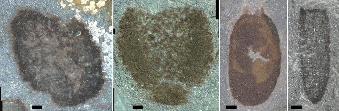 A selection of sponges from the Castle Bank fauna, from large rounded forms with complex walls, to delicate vase-like species.