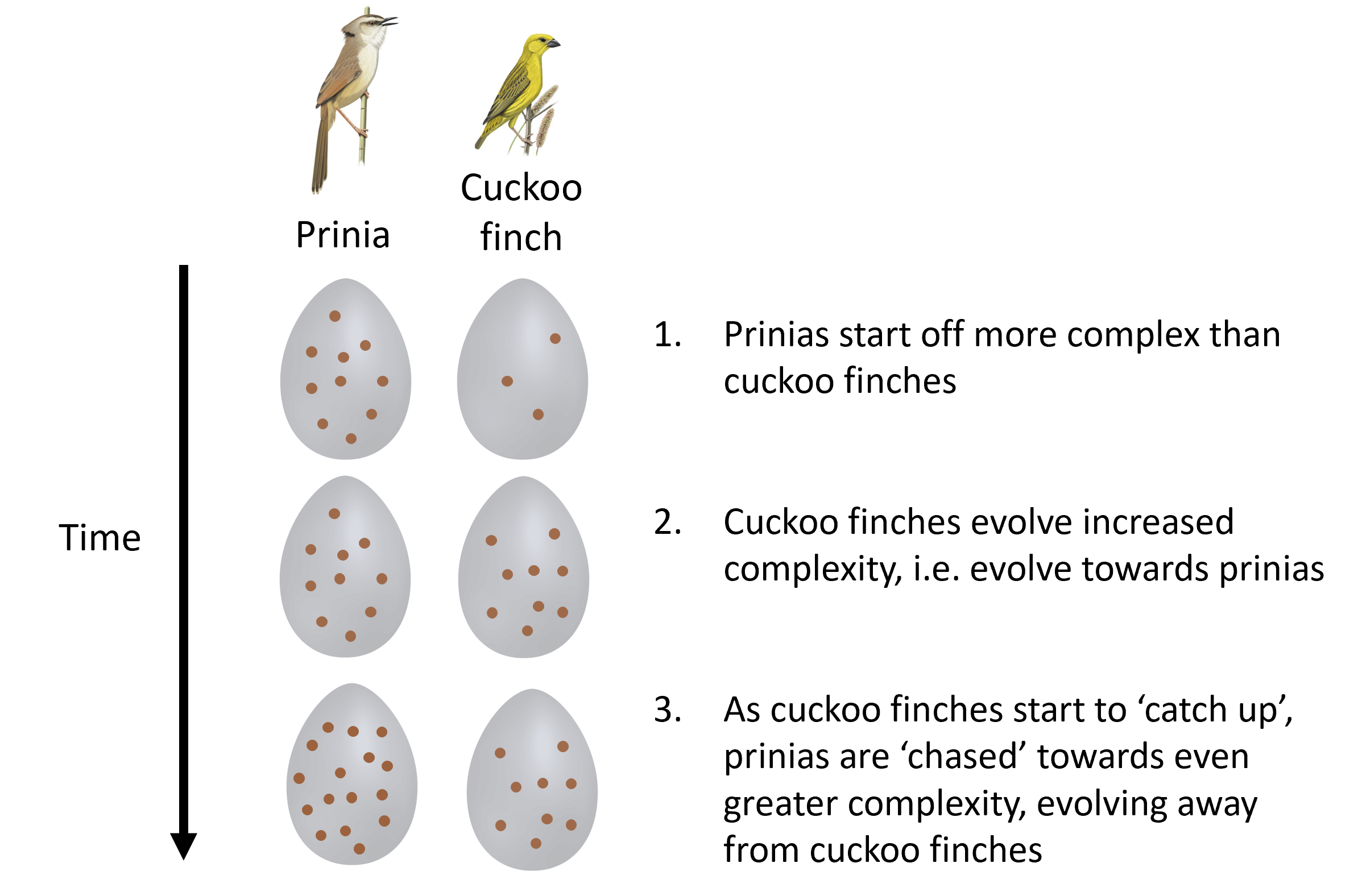 Schematic illustrating how complexity would be predicted to evolve in this system.