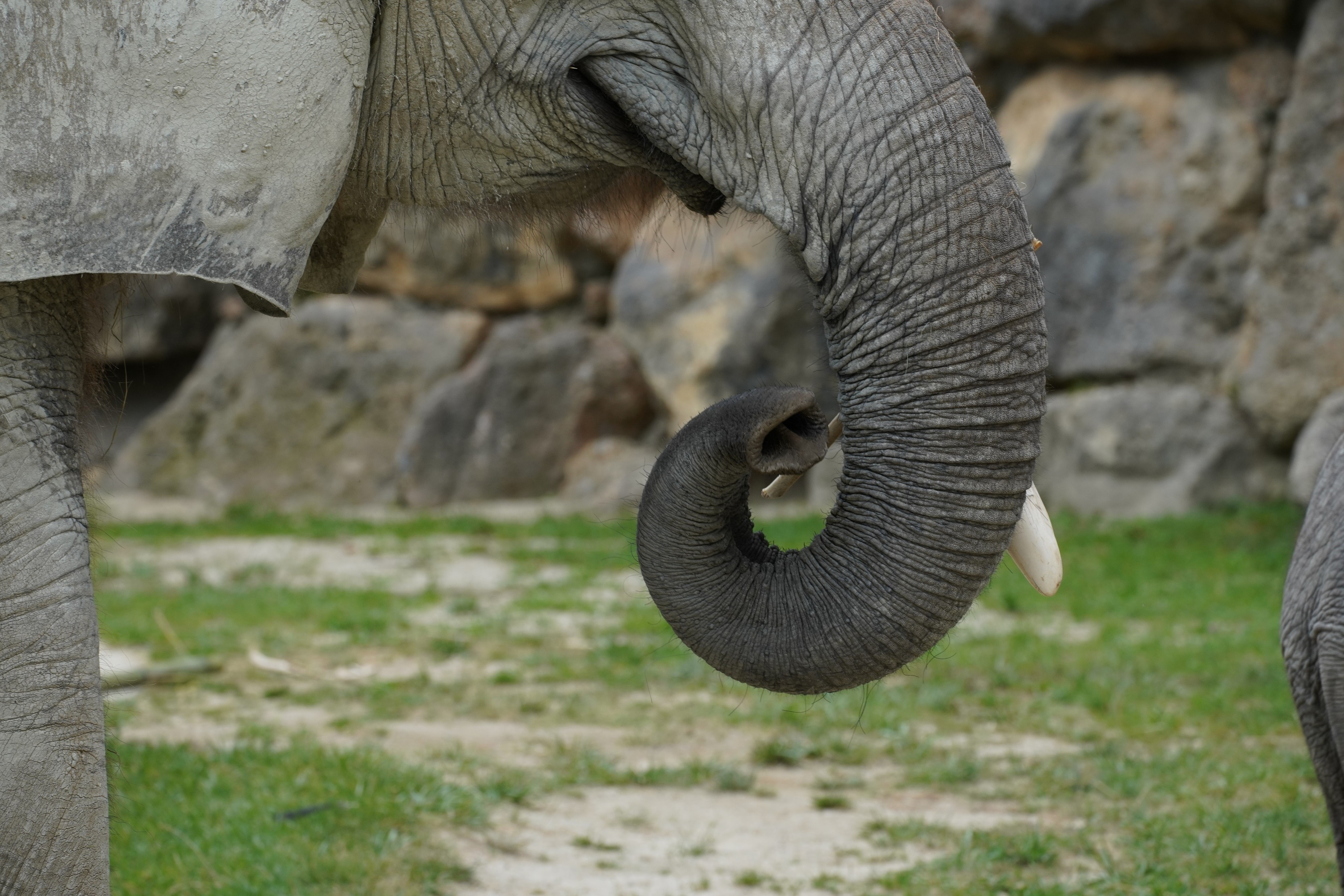 Photo of elephant wrapping around food