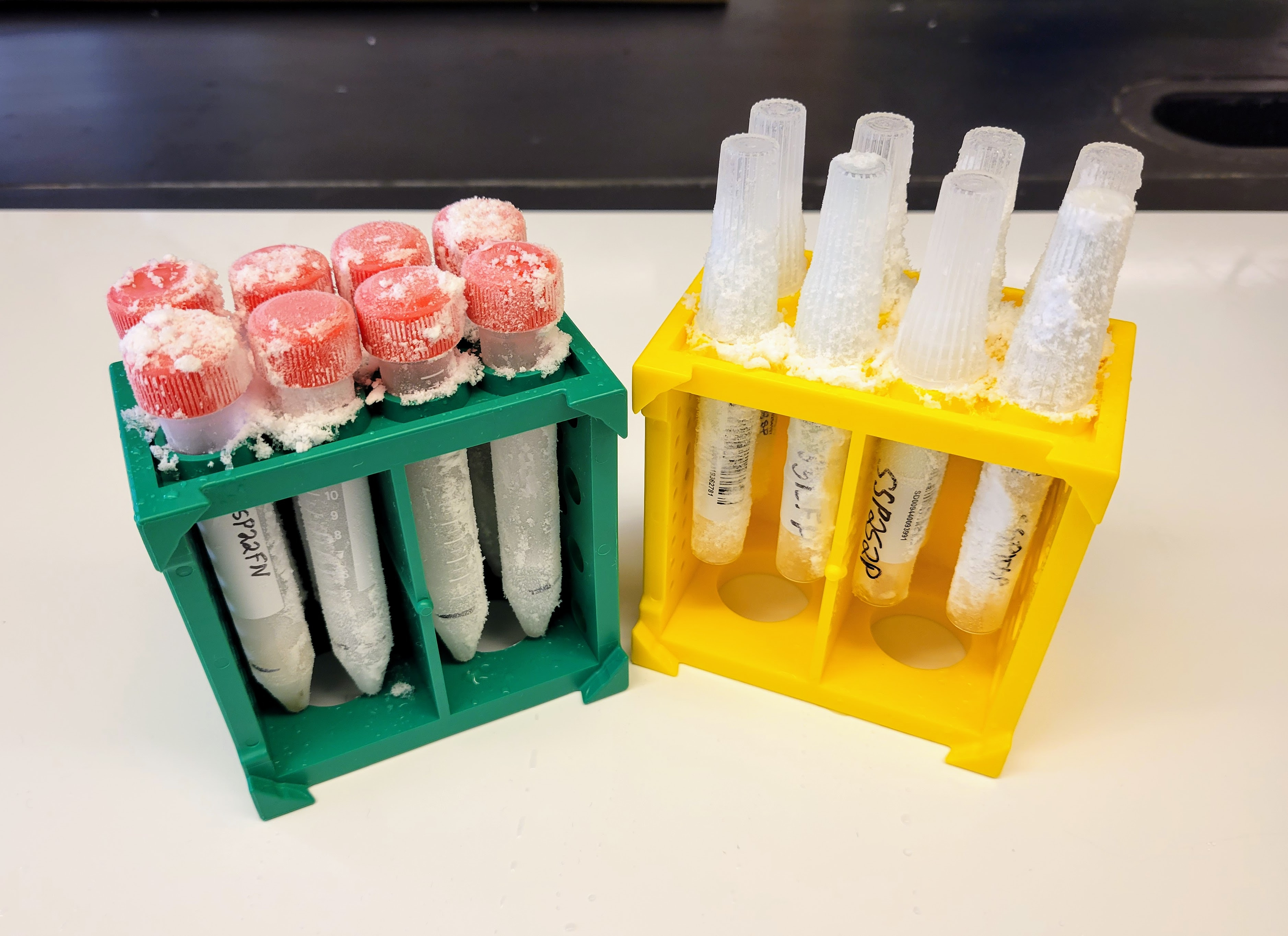 Two frosty plastic racks of filled with 8 samples each sitting on a white surface. On the left is a green rack with clear tubes with red caps. On the right is a yellow rack with the clear sample preservative tubes with tall caps.