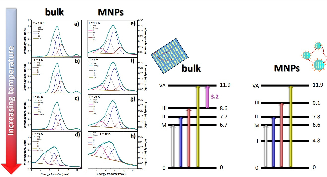 Inelastic Neutron Scattering spectra vs. energy transfer measured at E0 = 17 meV and Q = 1.75 Å-1 for the magnetic TbCu2 alloys. a)–d) include the spectra for bulk, and e)–h), the ones for 7 nm–sized MNPs, measured at several T between 1.5 and 40 K. The INS intensity has been normalized to the bulk III intensity. The sketch on the right side displays the energy level schemes of TbCu2 (bulk and MNPs) in the magnetic region, where the splitting is affected by both CEF and RKKY effects. A shift of 2 meV arising from the molecular field can be easily observed compared to the schemes in the paramagnetic region.