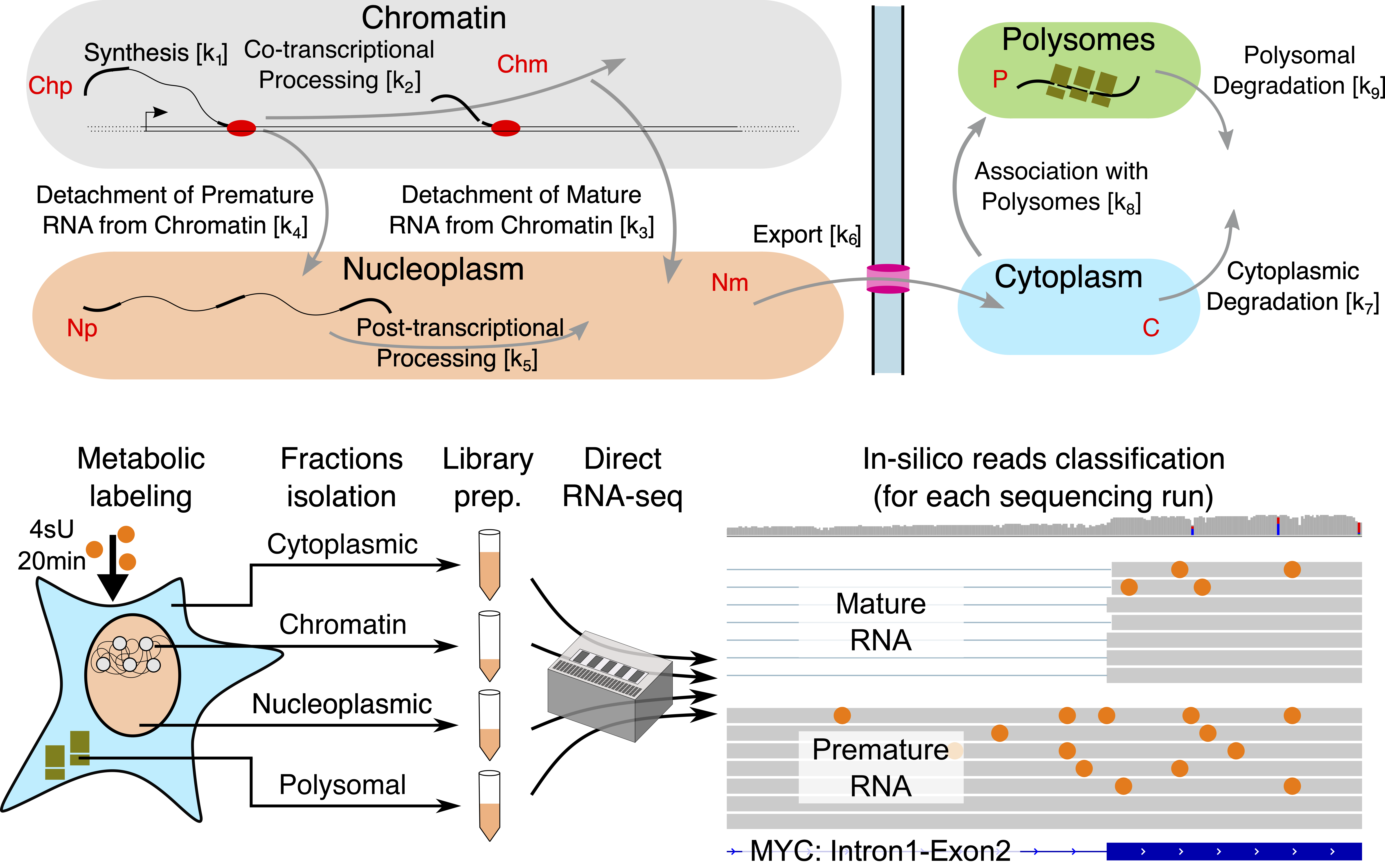 Figure1: Schemes of the RNA life cycle (up) and of the experimental set-up (down).