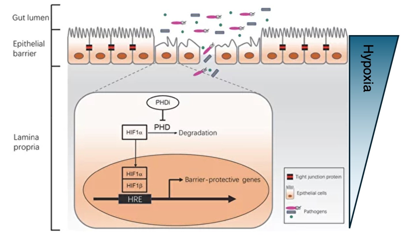 Diagram of IBD