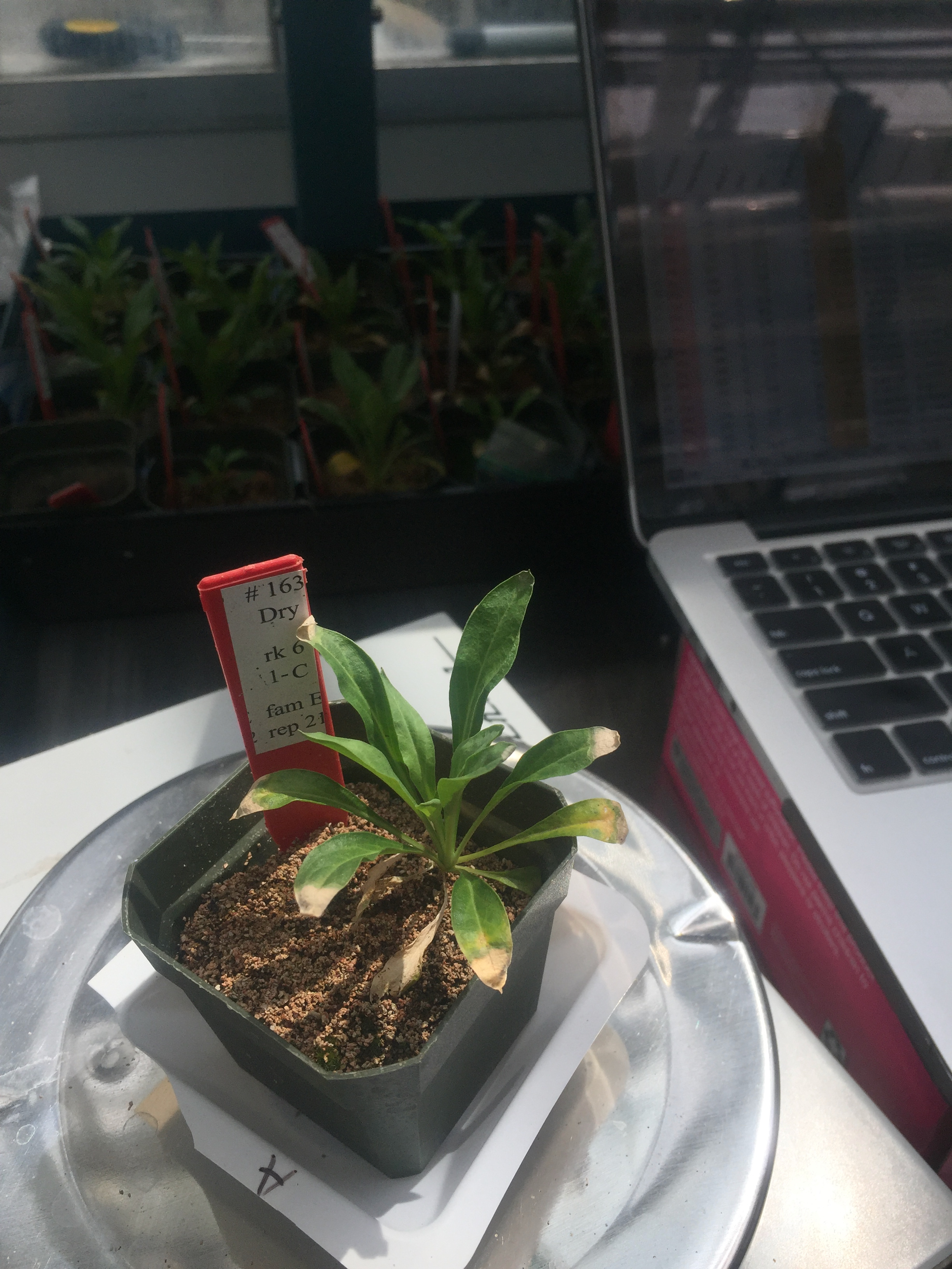 A dry-down experiment