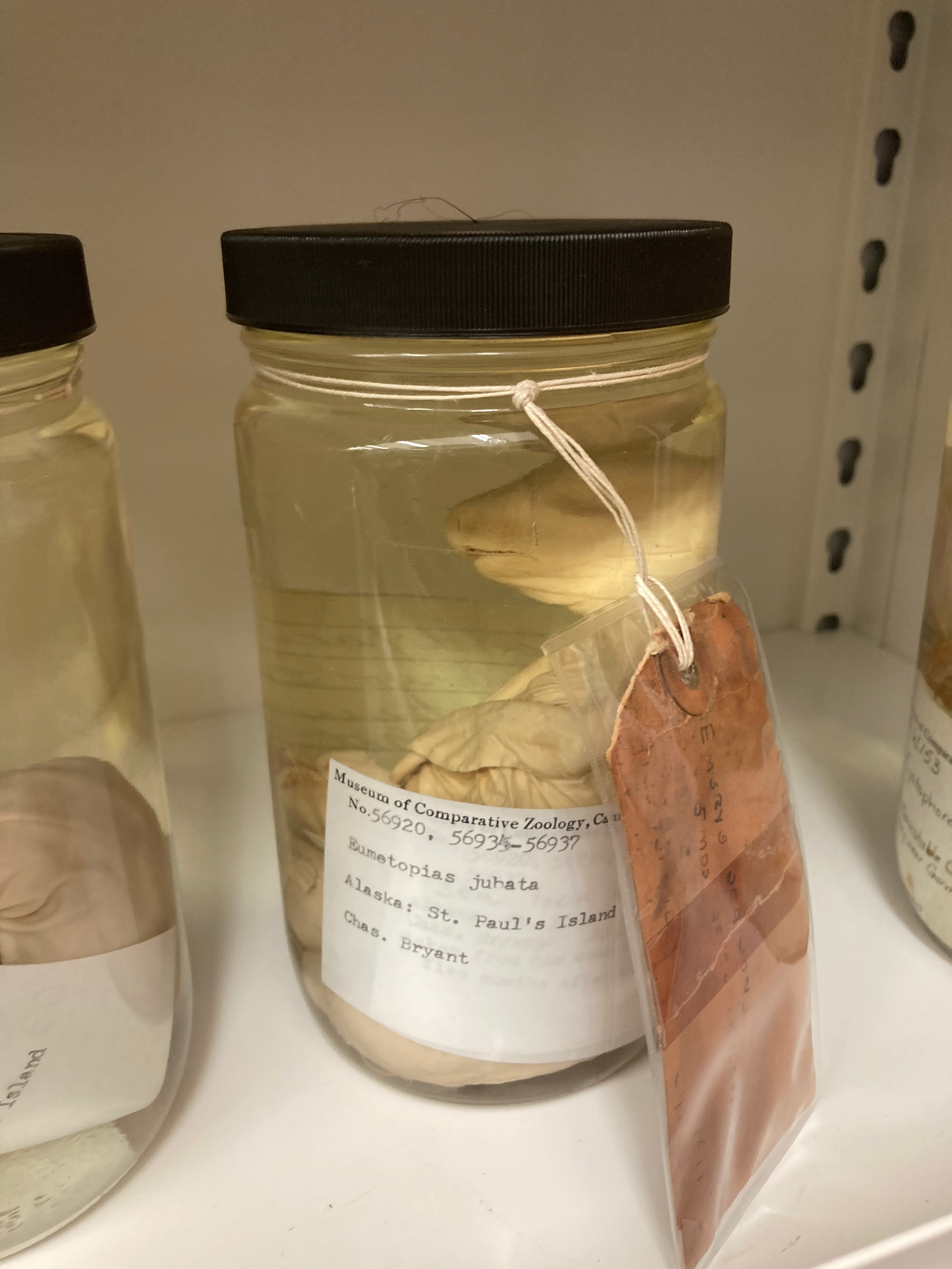 Sea Lion Embryo in Jar