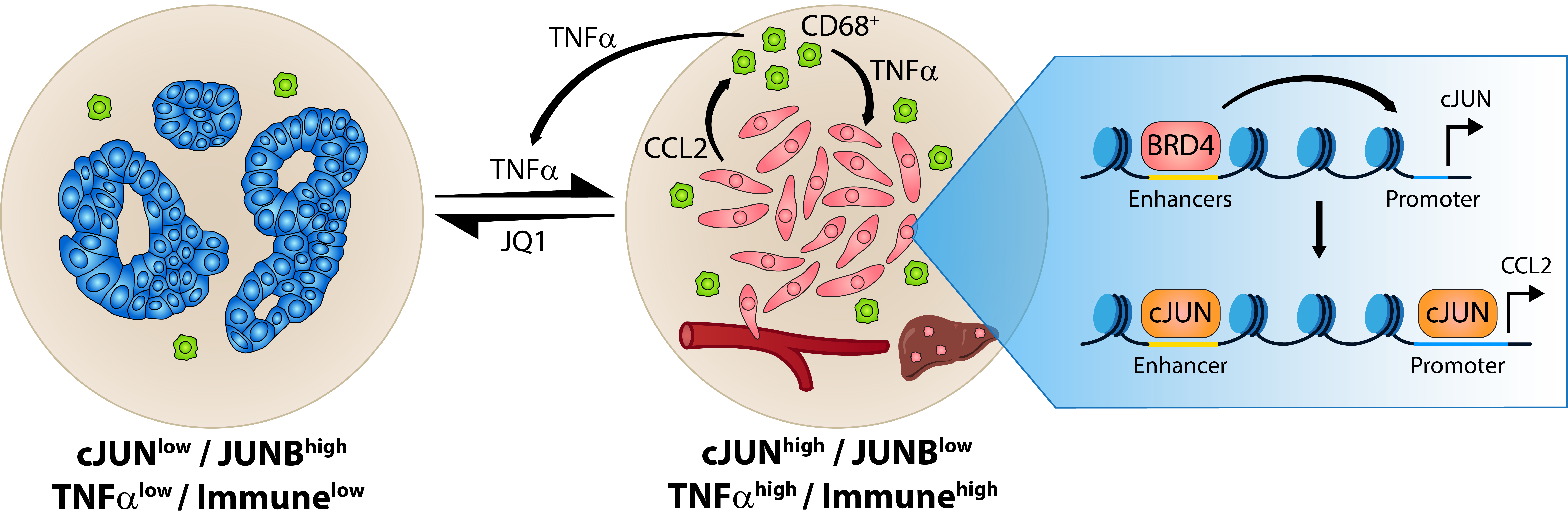 Model of TNF-α-BRD4-cJUN-CCL2-macrophage loop in PDAC.