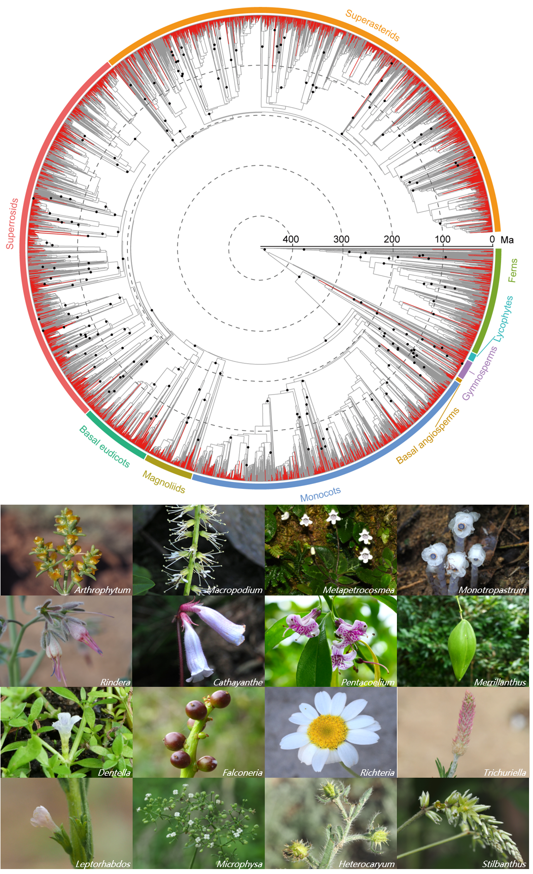 Tree of life for Chinese vascular plants alongside photographs of selected newly sampled representative genera.