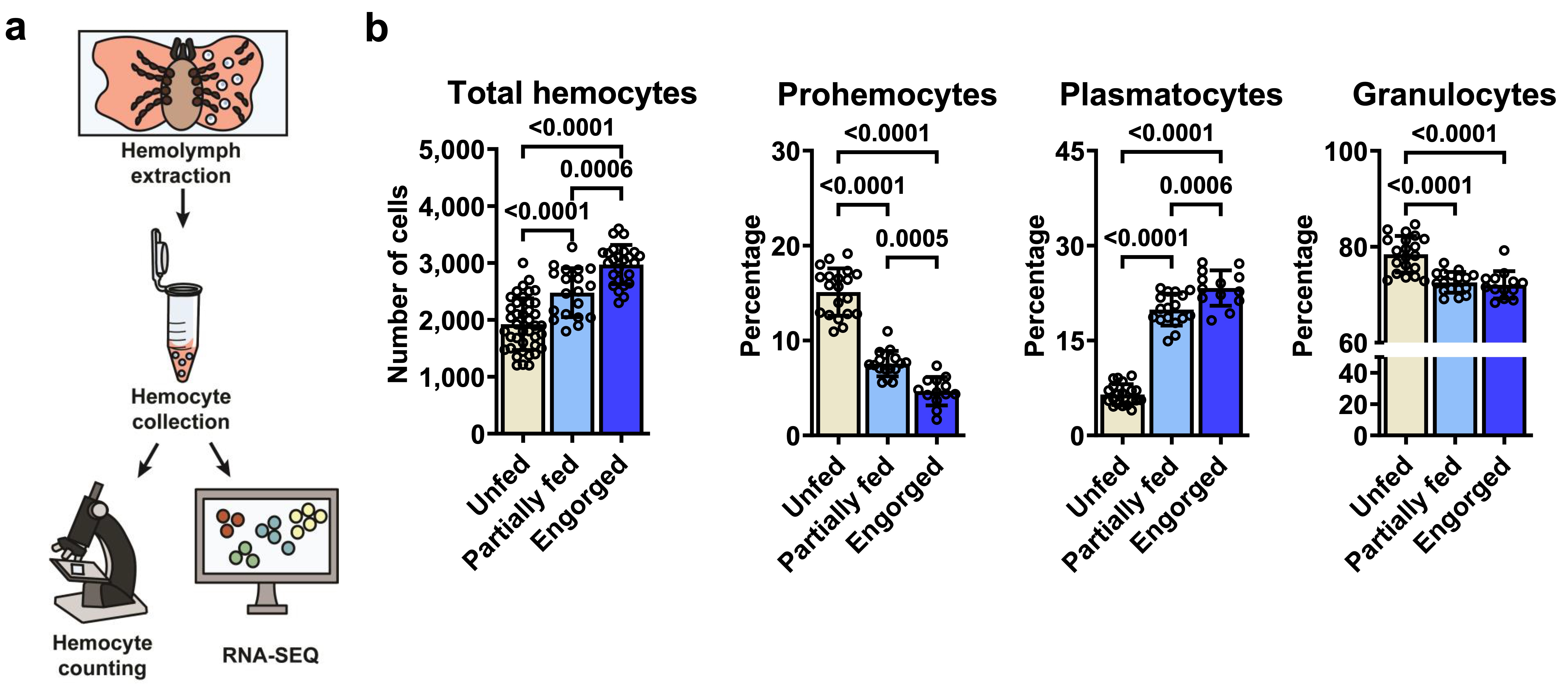 (a) A schematic depiction of the hemocyte collection process. (b) The total hemocyte count and the proportions of distinct morphotypes are displayed for unfed (ivory), partially fed (light blue), or engorged (dark blue) nymphs.