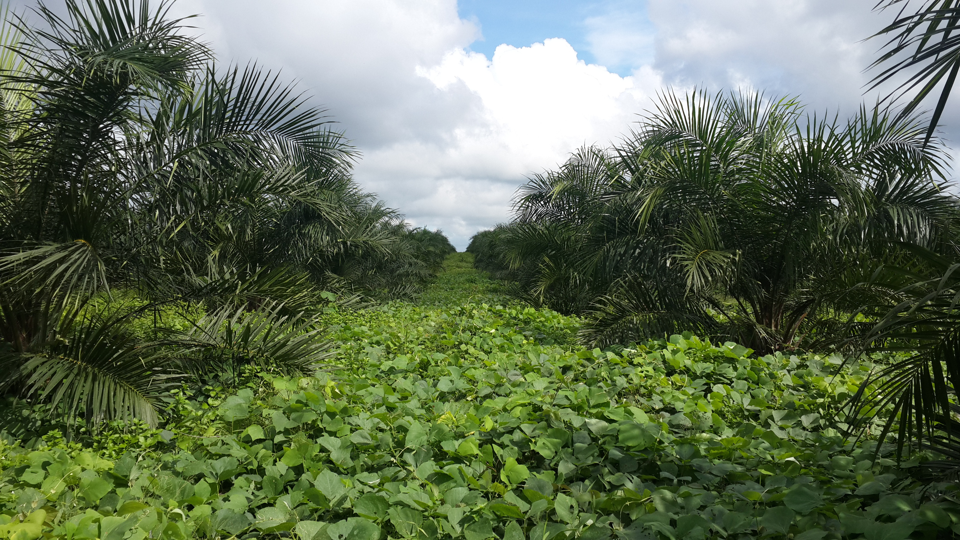 Young oil palm plantation in Indonesia. Each plantation cycle is about 25 years long. Courtesy photo / Hendra Sugianto.