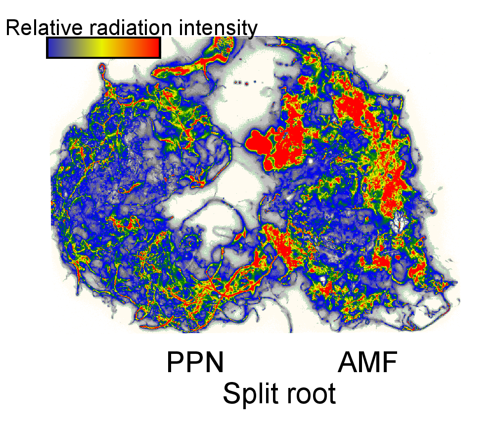 Fig 1: 14C distribution across a split-root system inoculated with plant-parasitic nematodes and arbuscular mycorrhizal fungi, where intensity of colour indicates relative accumulation of plant-fixed 14C. 