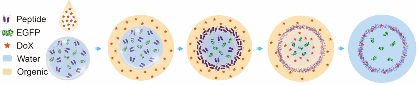 Schematic representation of encapsulating enhanced Green Fluorescent Protein (EGFP) and Doxorubicin (DoX) simultaneously into the ICP nanocapsules.