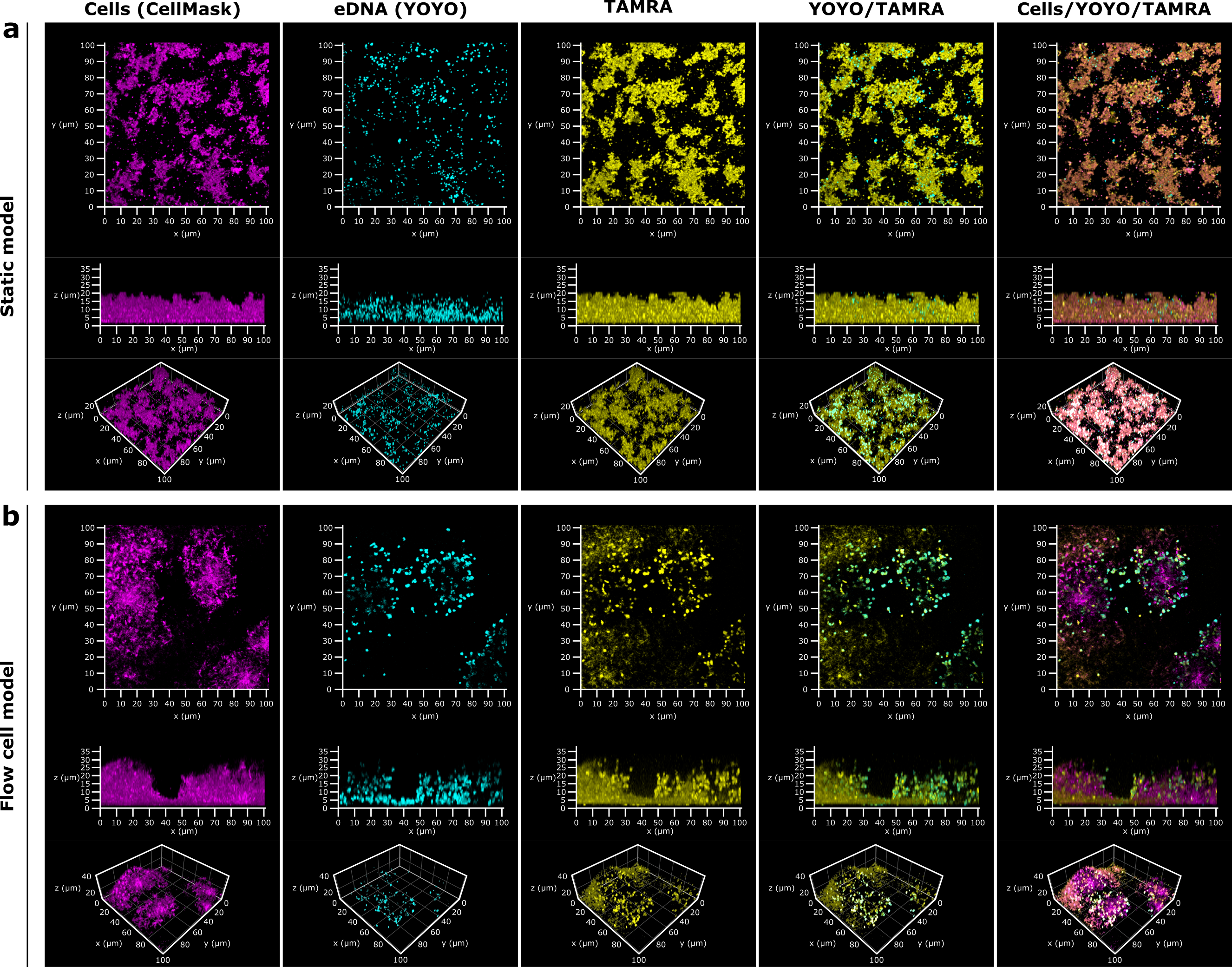 Figure 2. Nanosensors penetrate both static and flow biofilm models of P. aeruginosa.
