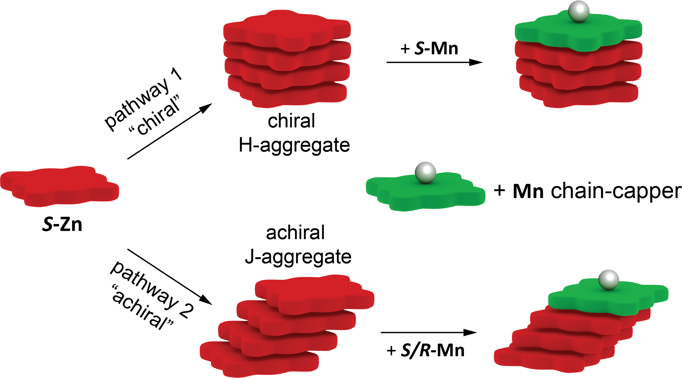 Enantioselective chain-capping of porphyrin monomers. Only Mn-monomers of same chirality can act as chain-cappers while monomers of opposite chirality do not. Enantioselective chain-capping of porphyrin monomers. Only Mn-monomers of same chirality can act as chain-cappers while monomers of opposite chirality do not.