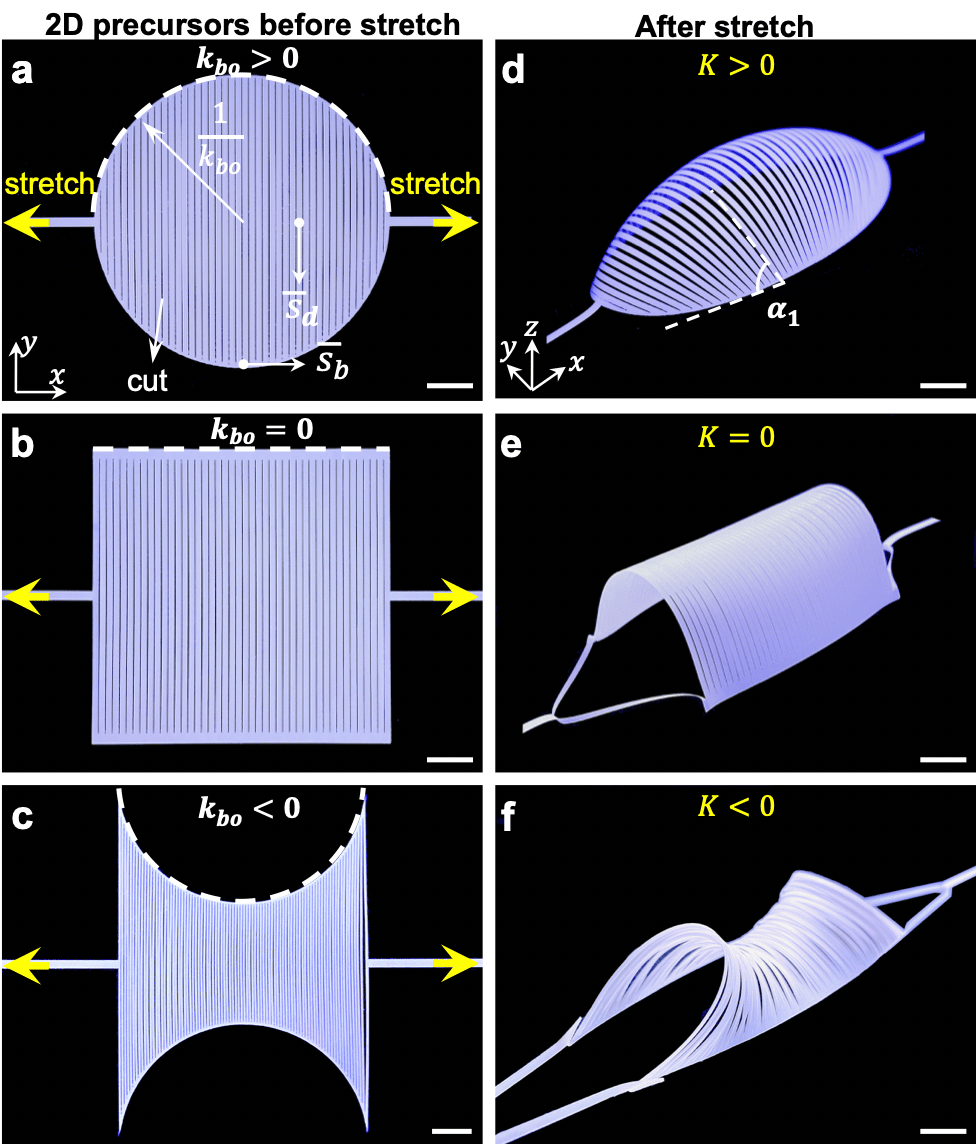 a-c 2D precursors of three kirigami sheets patterned with parallel cuts but different boundary curvatures kb highlighted in dashed white curves. circular (a), square (b), biconcave (c) samples with positive, zero, and negative boundary curvature, respectively. d-f The corresponding formed 3D curved shapes with different Gaussian curvature K. d Spheroidal shape with K > 0 at an applied strain of 0.30. e Cylindrical shape with K = 0 at an applied strain of 0.65. f Saddle shape with K < 0 at an applied strain of 1.47. Scale bars = 10 mm.