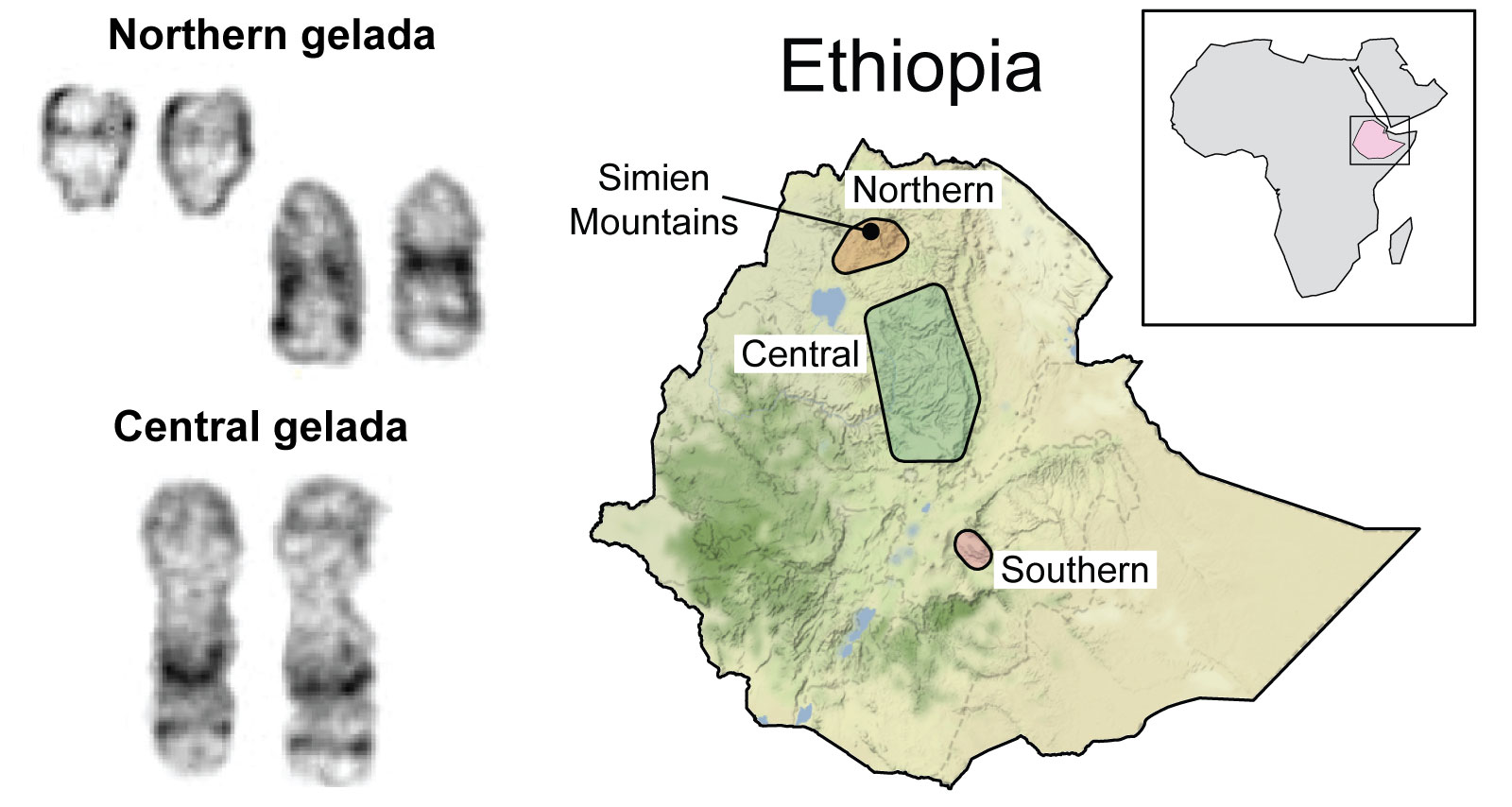 Gelada karyotypes and distribution map
