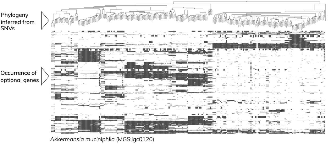 A. muciniphila SNV signature genes shows that the optional gene set of the species correlates with the phylogeny. 