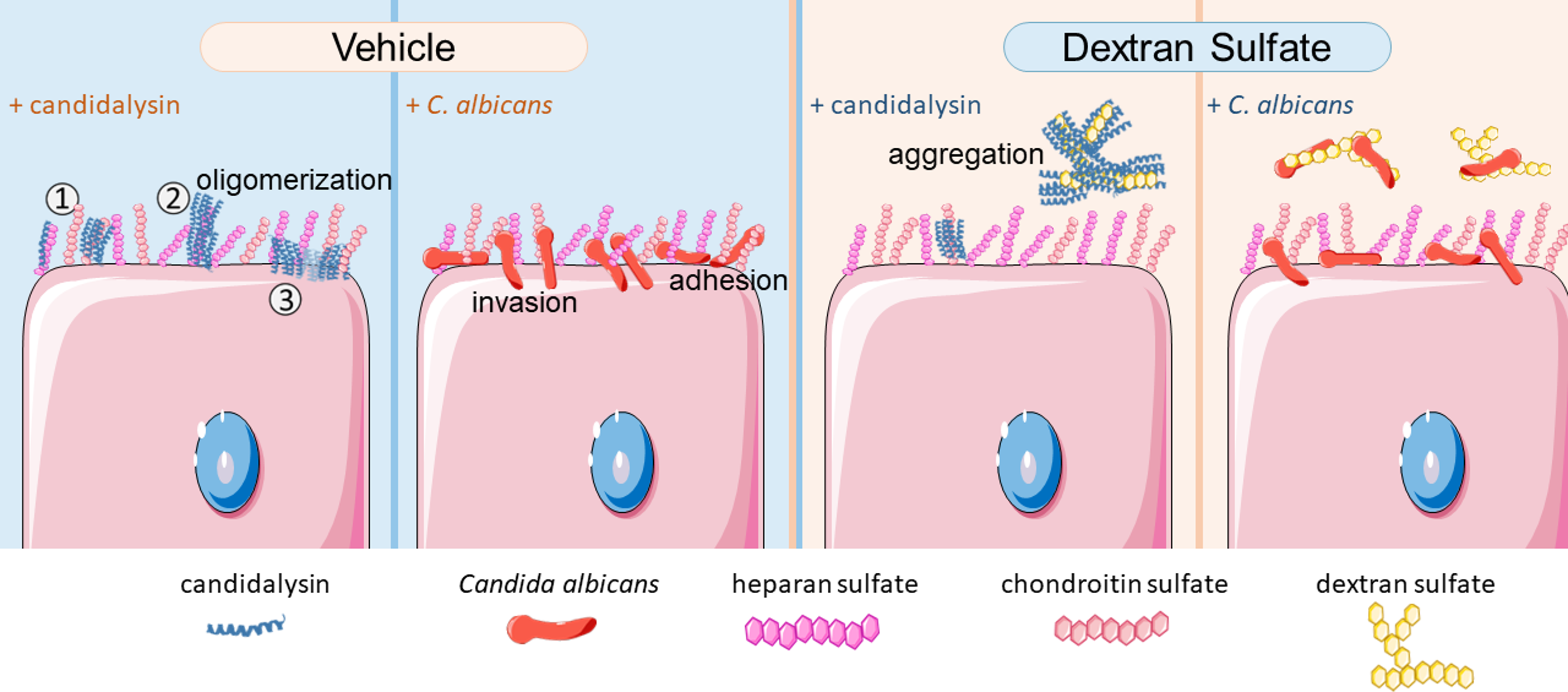 A proposed working model of how cell surface GAGs facilitate candidalysin polymerization and pore-formation into host cells. Free candidalysin can bind to GAGs such as heparan sulfate or chondroitin sulfate that are attached to cell surface glycoproteins (1). Binding to these cell surface GAGs enhances the aggregation and polymerization of candidalysin (2), which facilitates the formation of candidalysin pores that insert into the host cell plasma membrane (3), leading to host cell damage. 