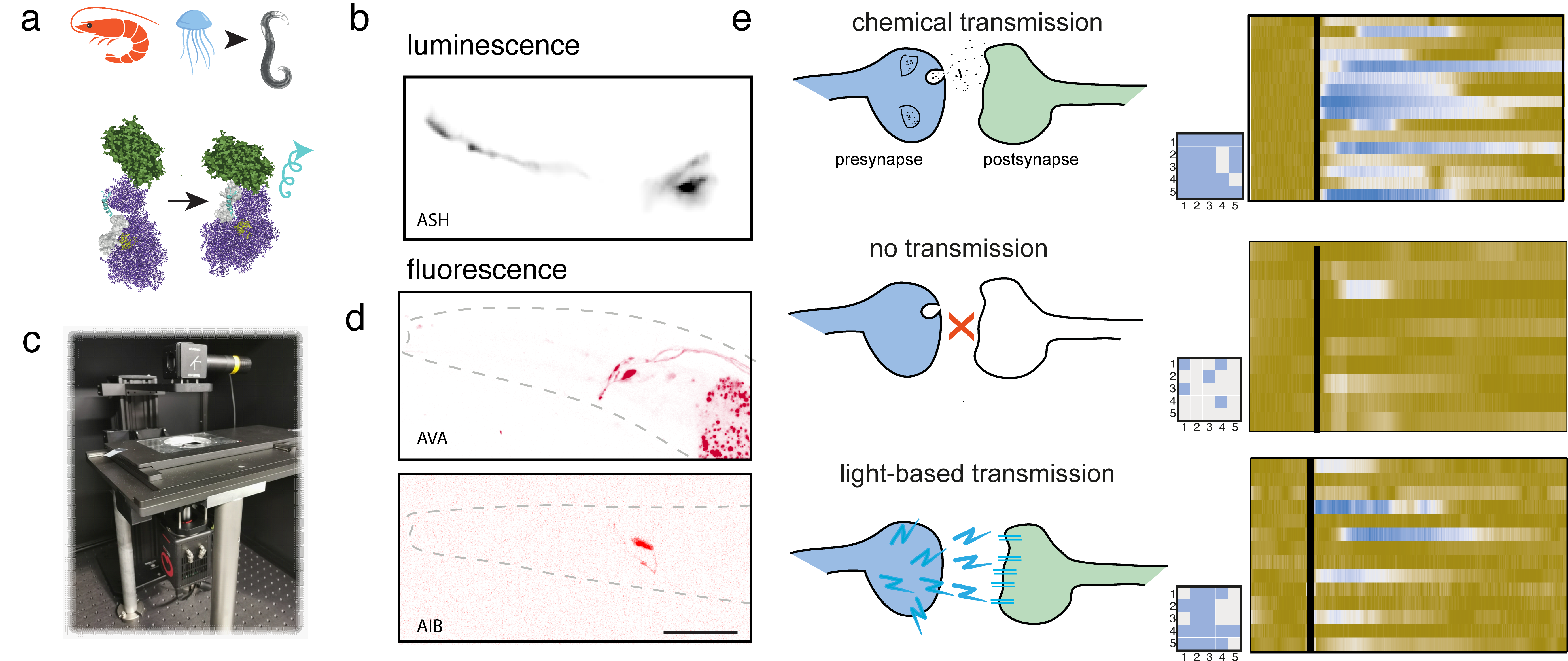 Figure 1. a) Schematics of the working principle of the switchable NanoLantern: a luciferase from a deep-sea shrimp fused to a fluorescent protein is reconstituted upon calcium binding and oxidizes a cofactor (in yellow) to emit light. b) Bioluminescence emitted by the ASH nociceptor. c) Design of the low-light microscope optimized for luminescence imaging. d) Pictures of neurons (namely AVA and AIB) expressing the genetically encoded red calcium indicator jRGECO1a. Scale bar = 30m. e) Schematics of the original chemical transmission (upper, left), the broken transmission (middle, left) and the restored transmission using PhAST (lower, left). All schematics are complemented with grid plots of the classical nose touch response (blue square for response, grey for no response) and the calcium dynamics recorded in Trap’N’Slap microfluidic chip represented in kymographs (blue represents increase in intracellular calcium). 