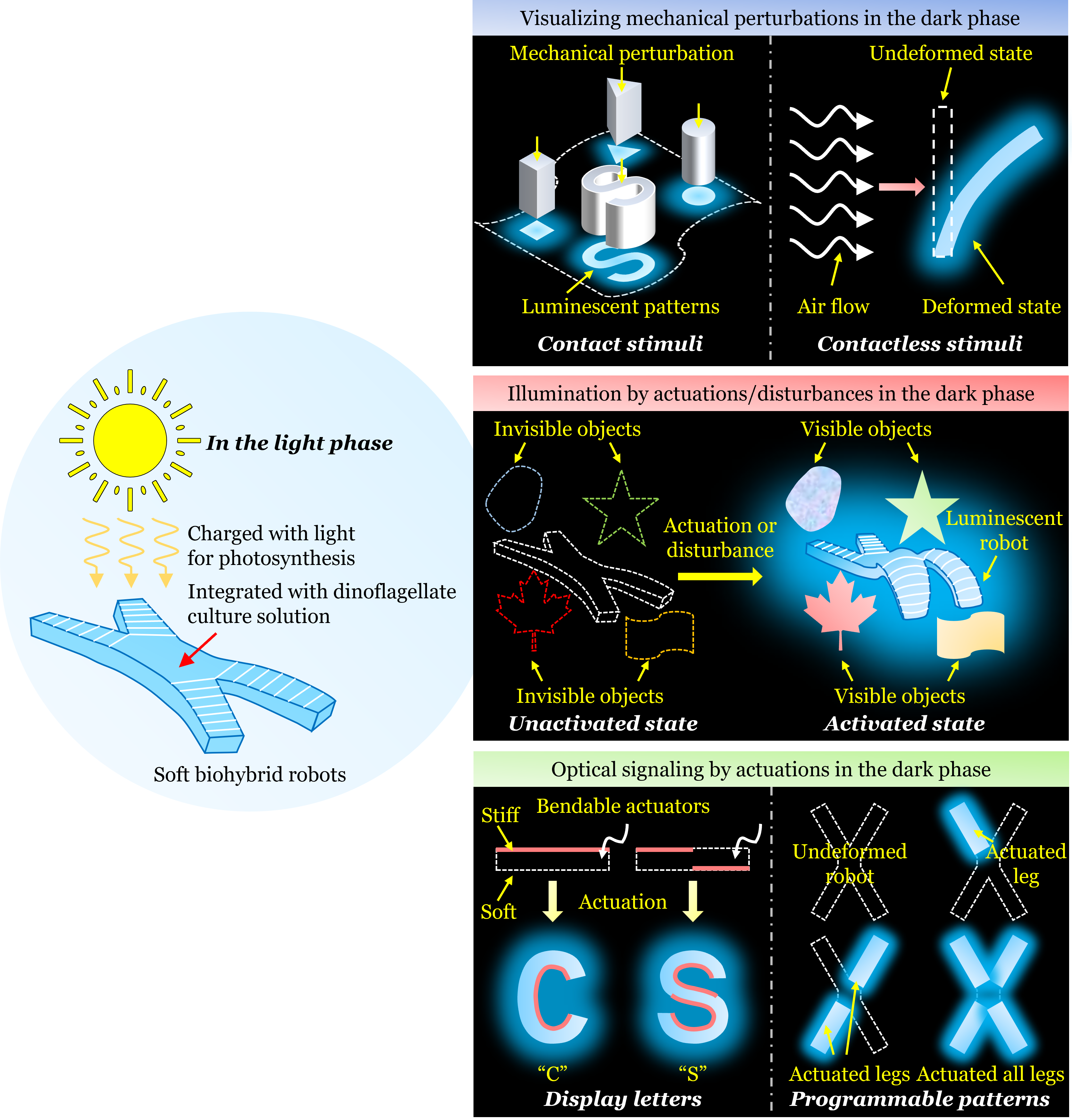 Figure 2. Schematic of the working principle and potential applications of the biohybrid mechanoluminescence.