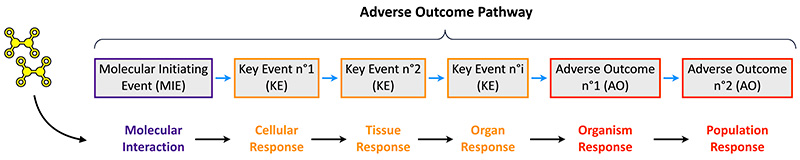 Diagrammatic representation of the Adverse Outcome Pathway (AOP) framework