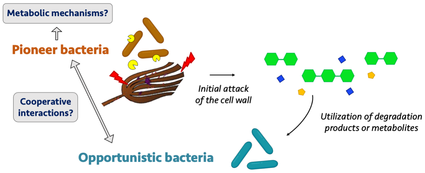 Schematic representation of the problematics of the study