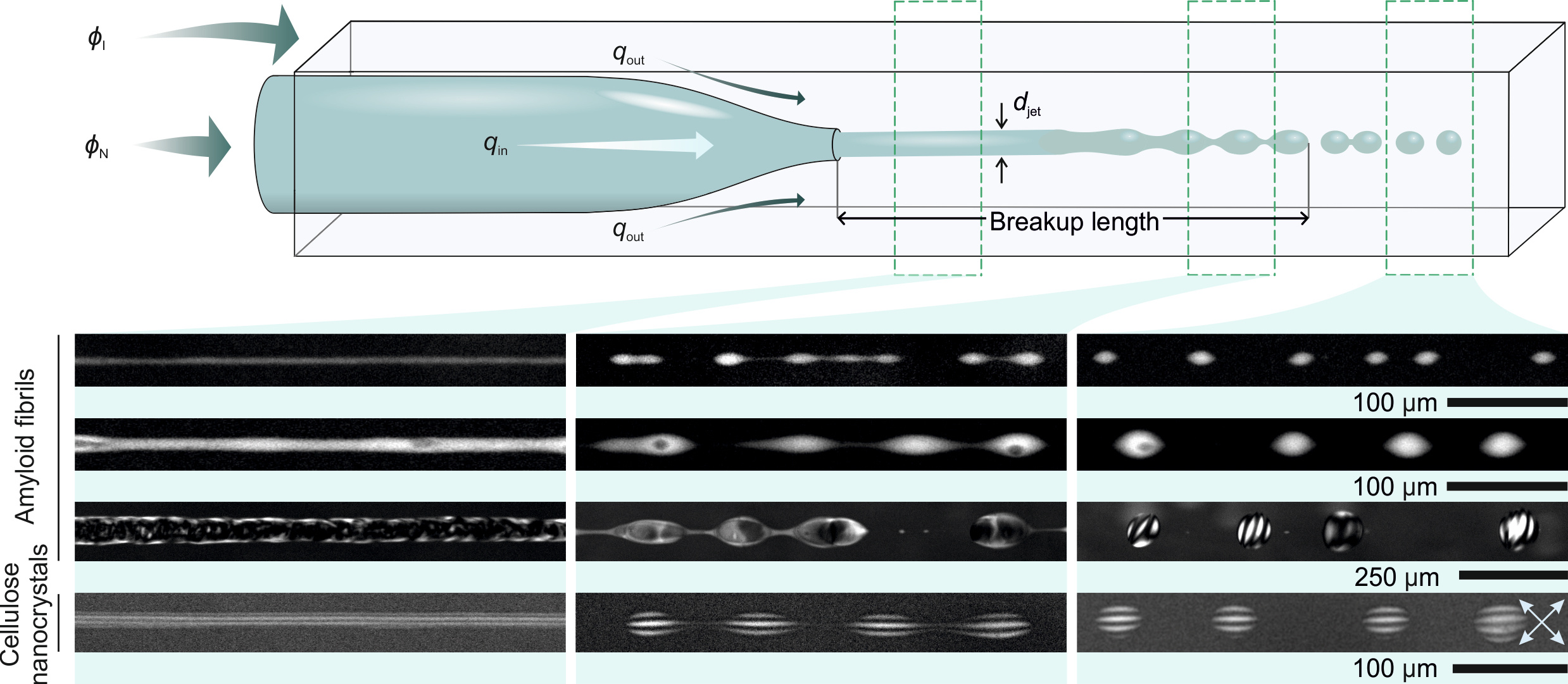 Figure 1. Microfludics setup used to create droplets at equilibrium by Rayleigh-Plateau instability on co-extruded macroscopically separated phases.