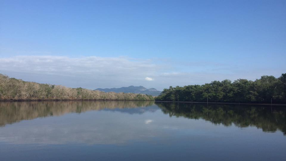 Comparison between live and dead mangroves