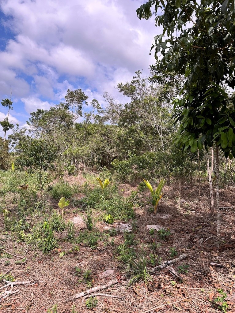 Recently planted trees