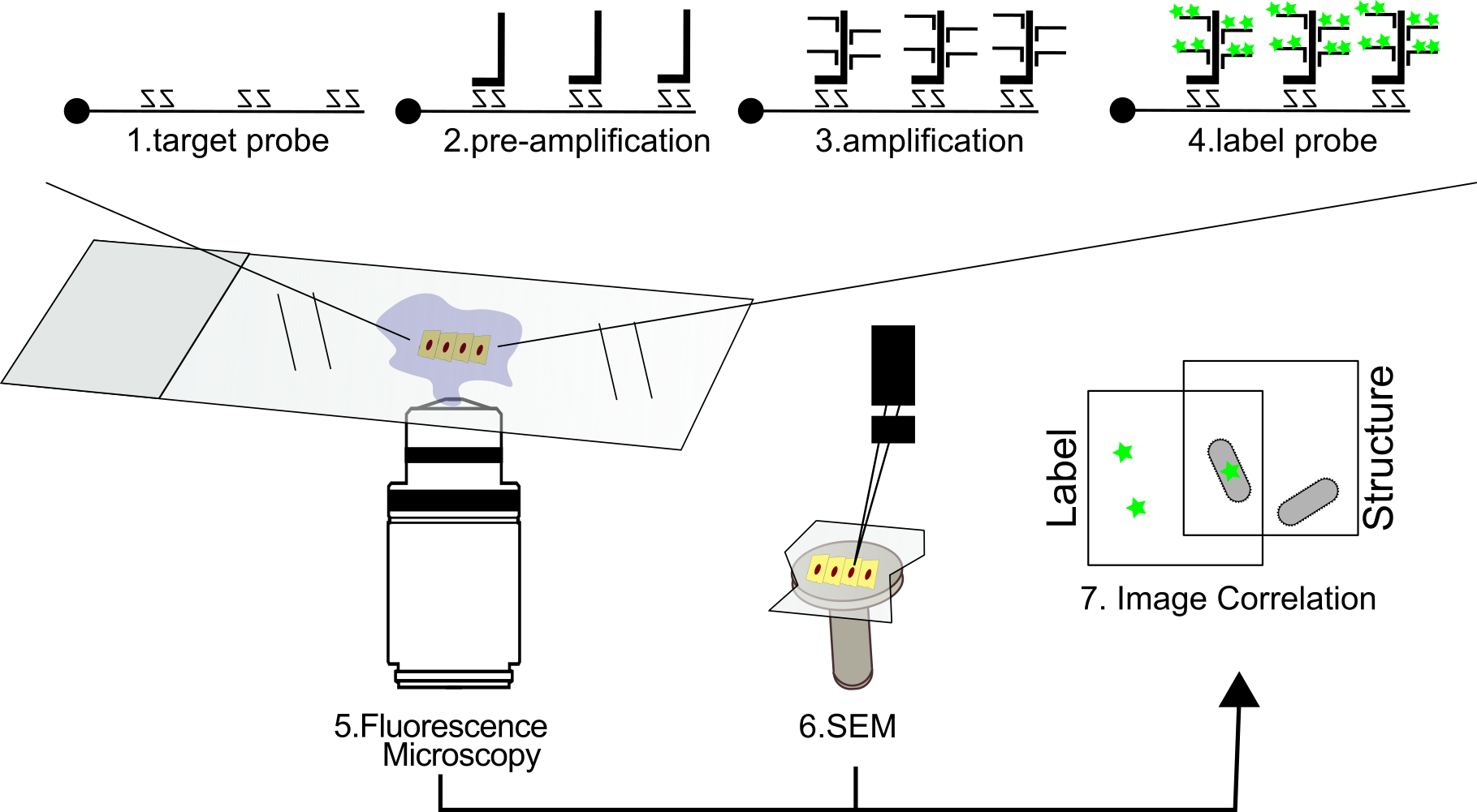 PhageFISH-CLEM approach
