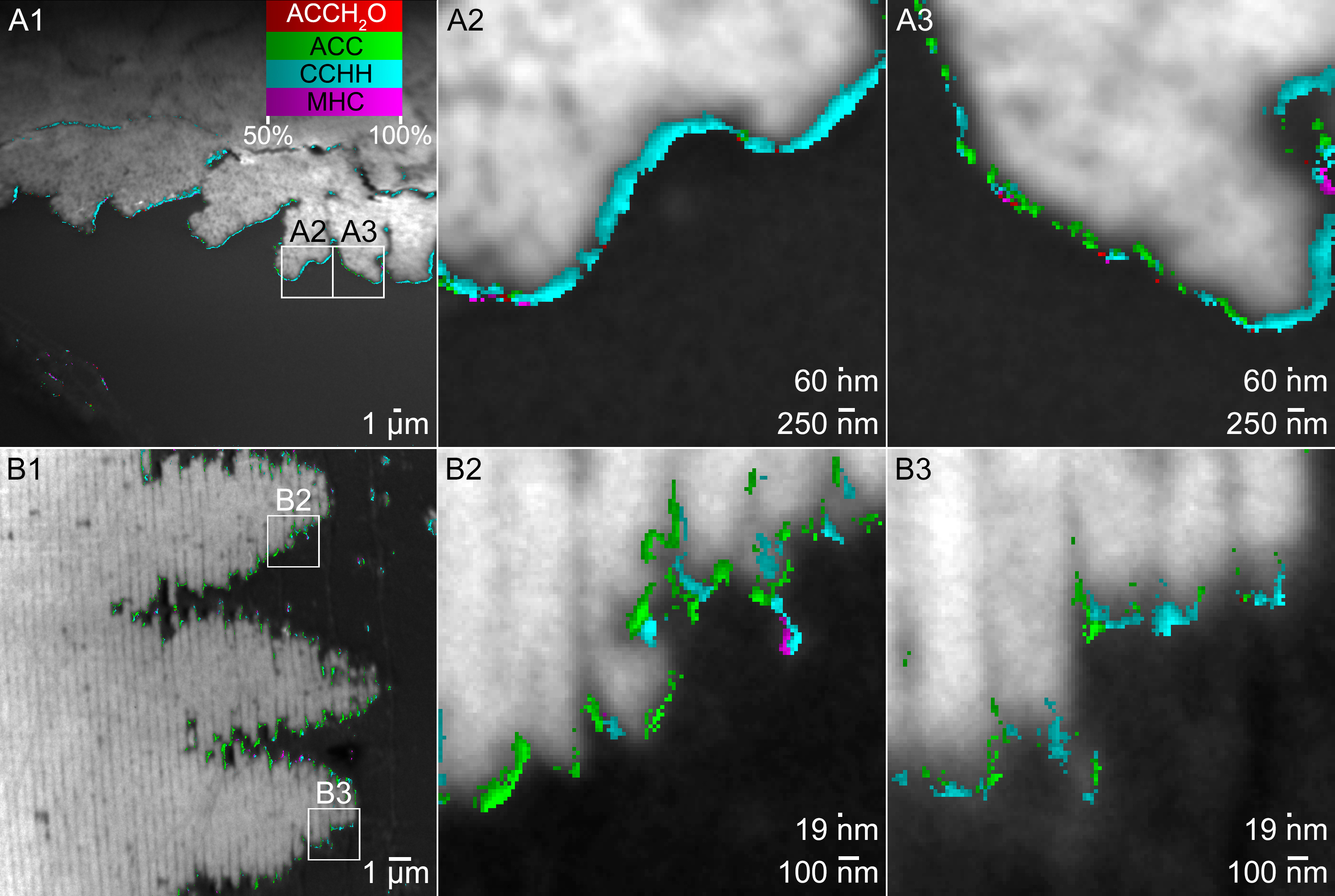the image shows precursors on the surface, not in the bulk, of forming biominerals