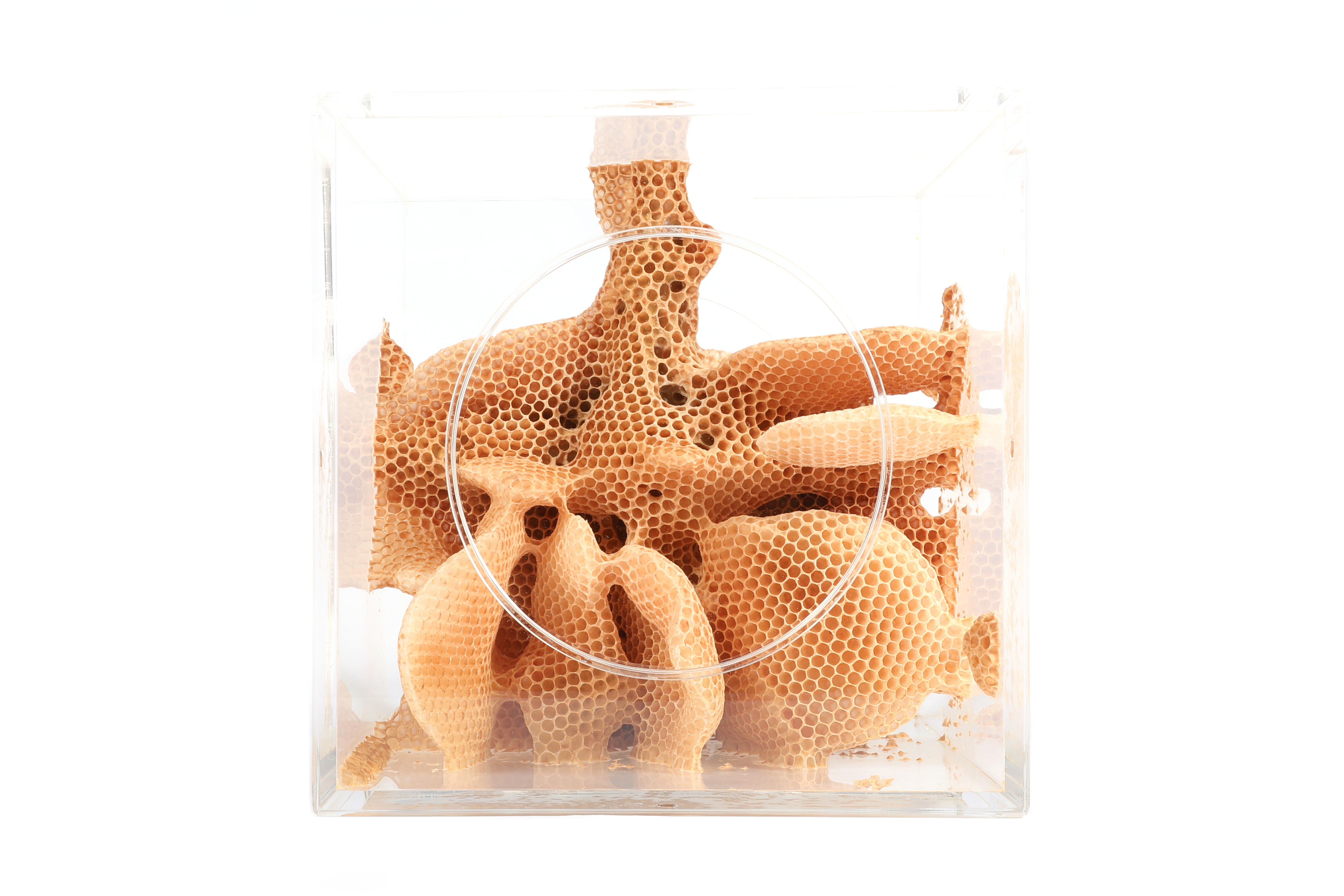 A designed environment consisting of material-augmented honeycomb constructed by bees.