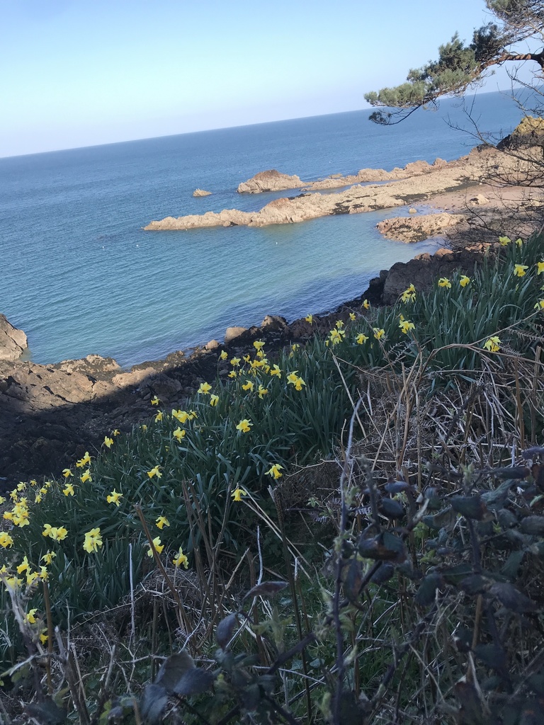Daffodils growing in Jersey